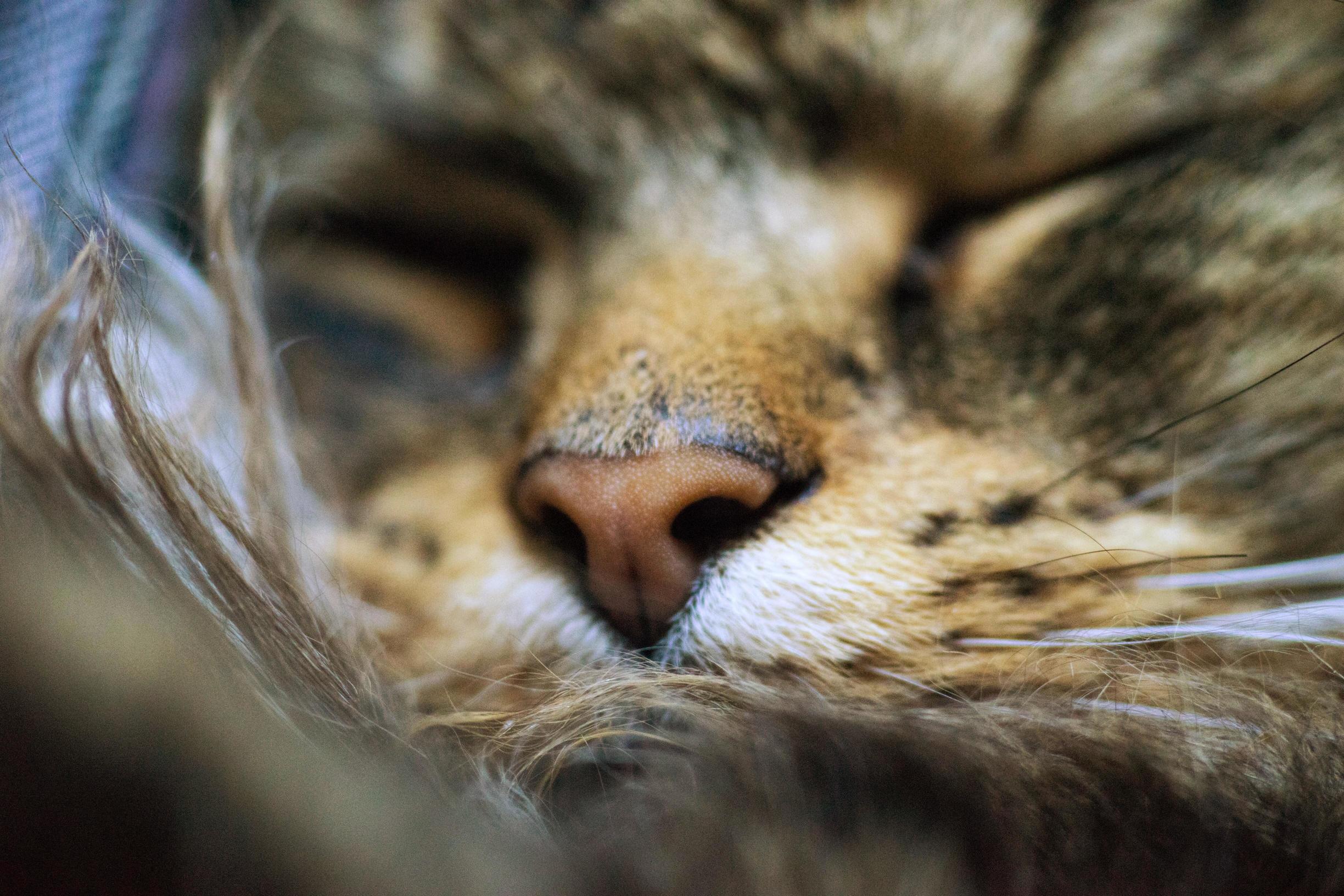 Pls No Boop