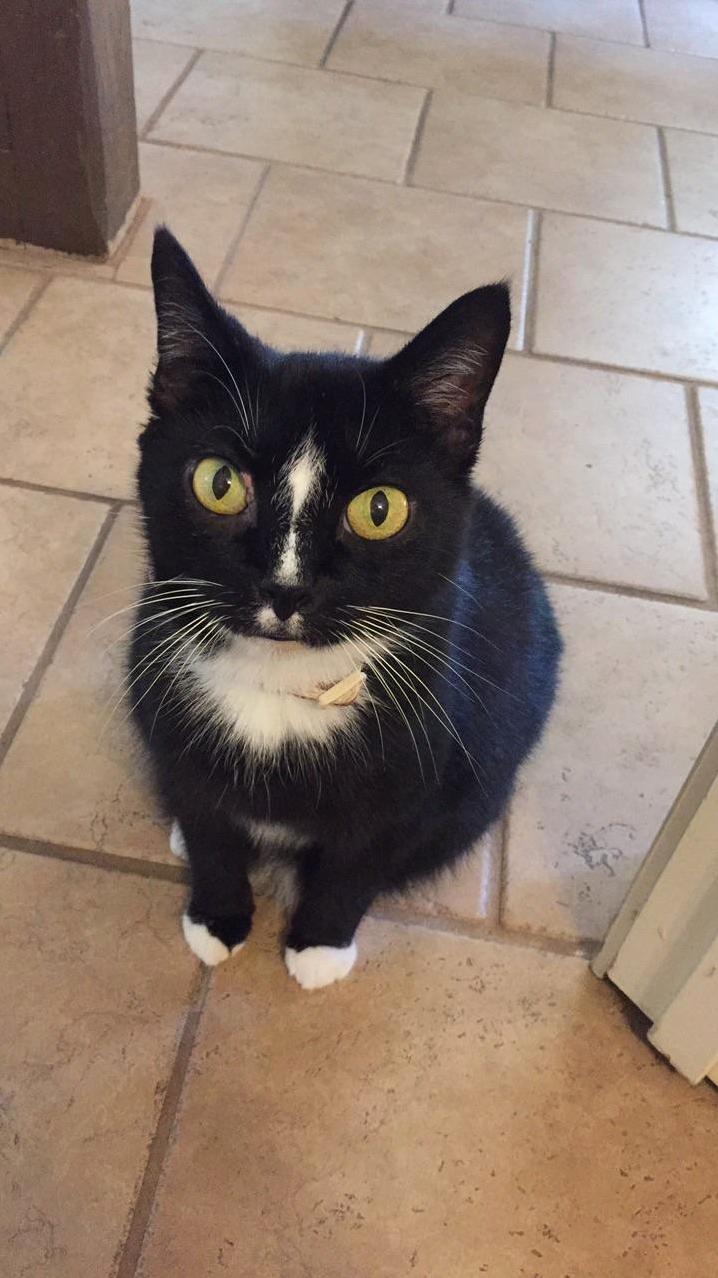 Poe Has Been Following Me Around Since I Brought Him Home a Few Days Ago. Seems Content!