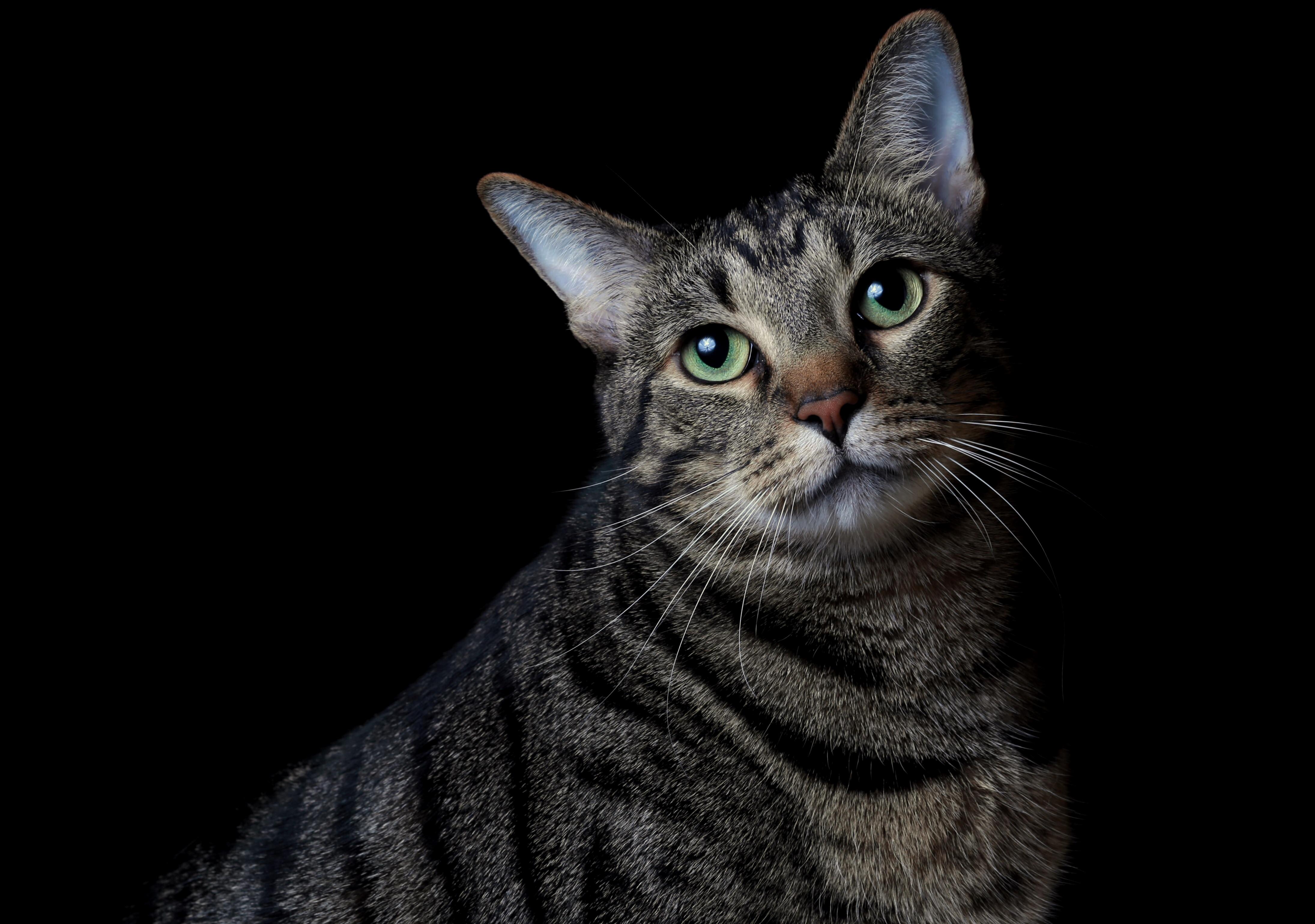 Pudgy Cat Portrait