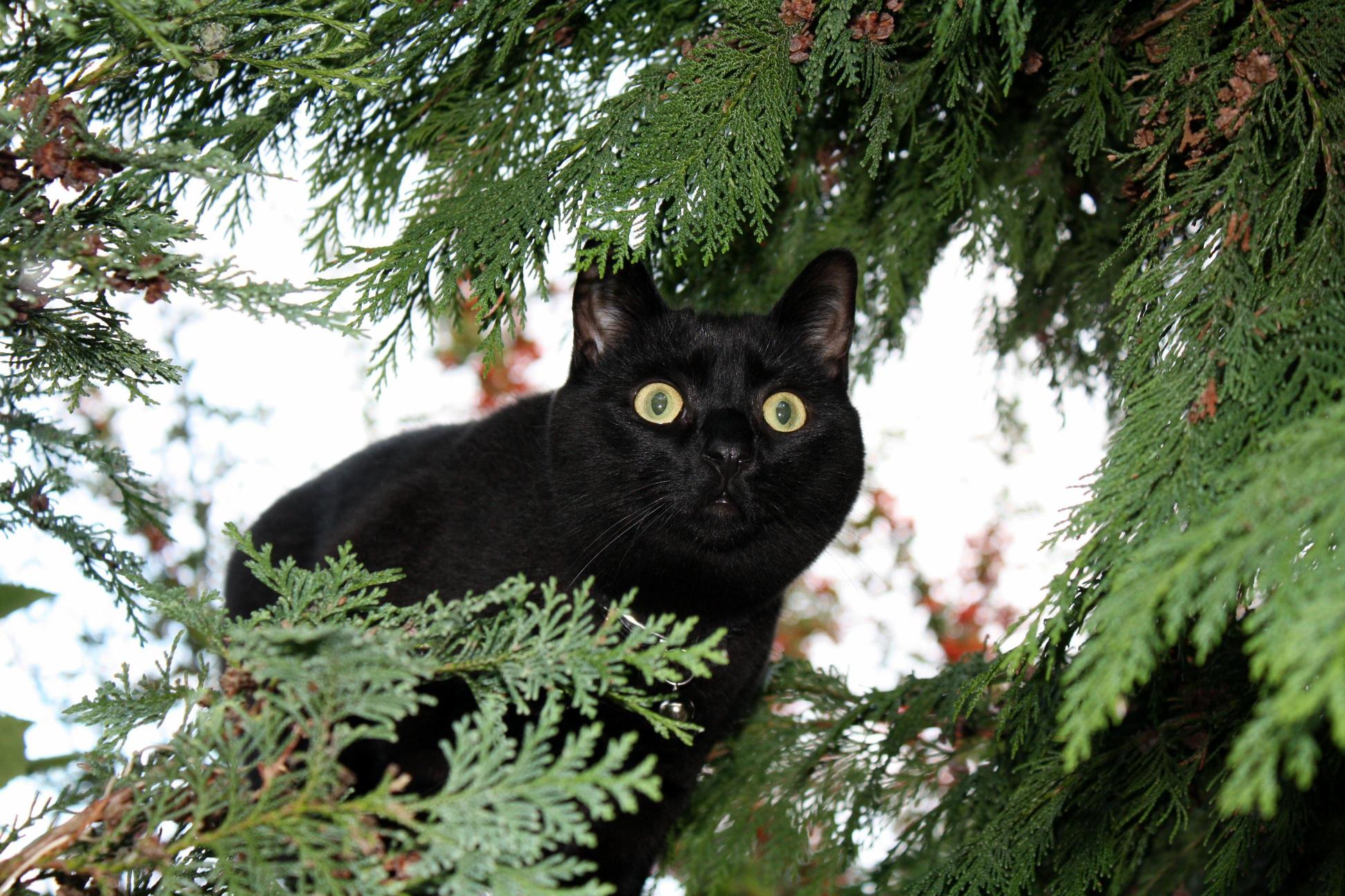 Pugsley Creeping