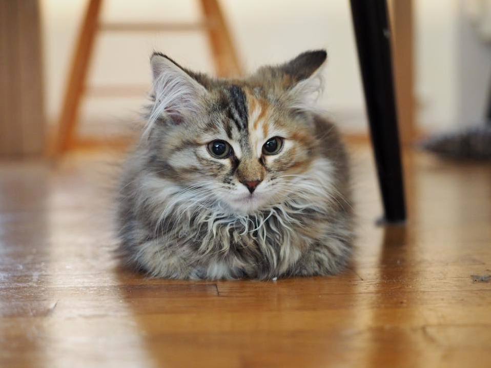 Pulmus First Documented Loaf!