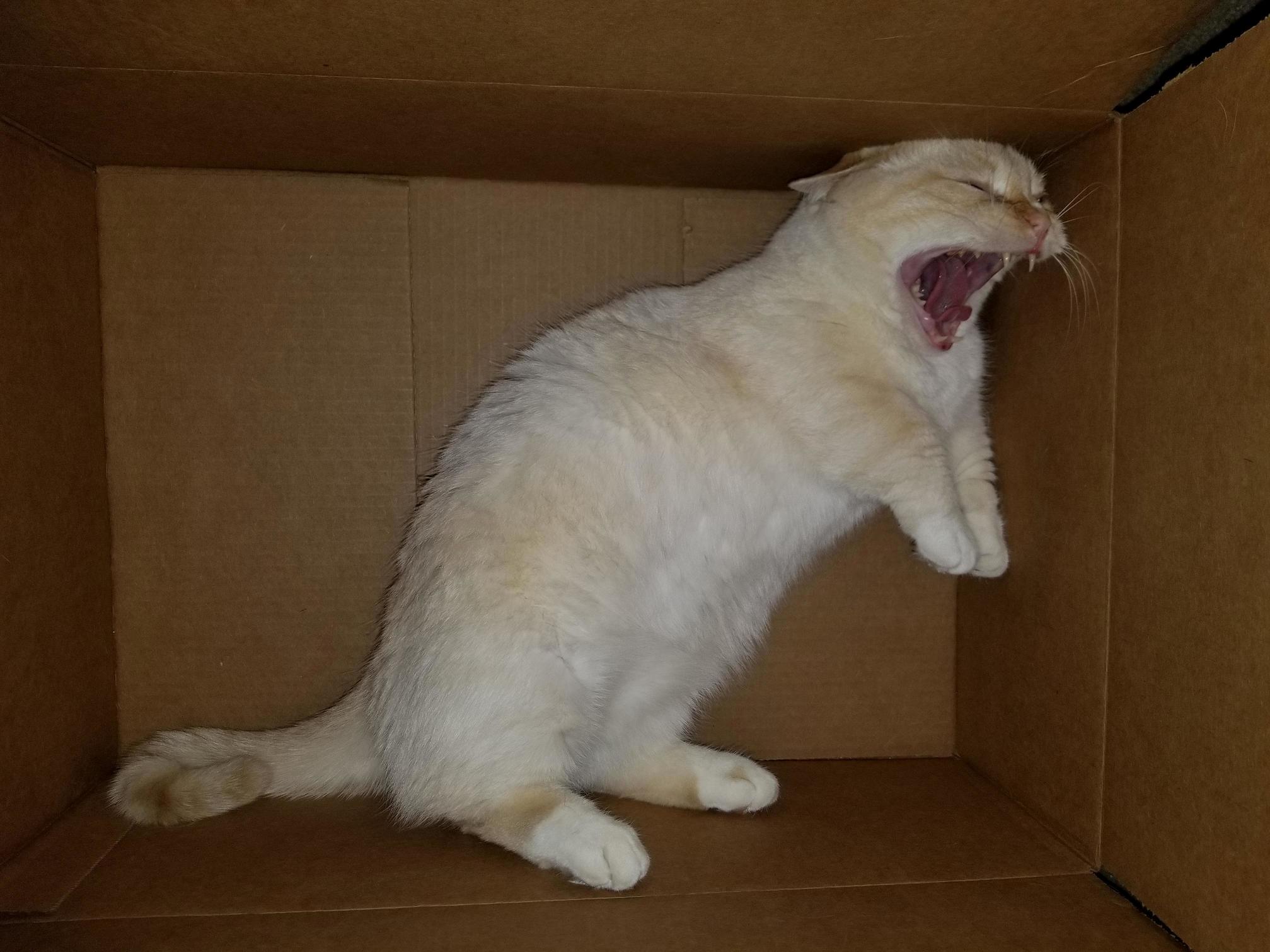 Rarrr Cat