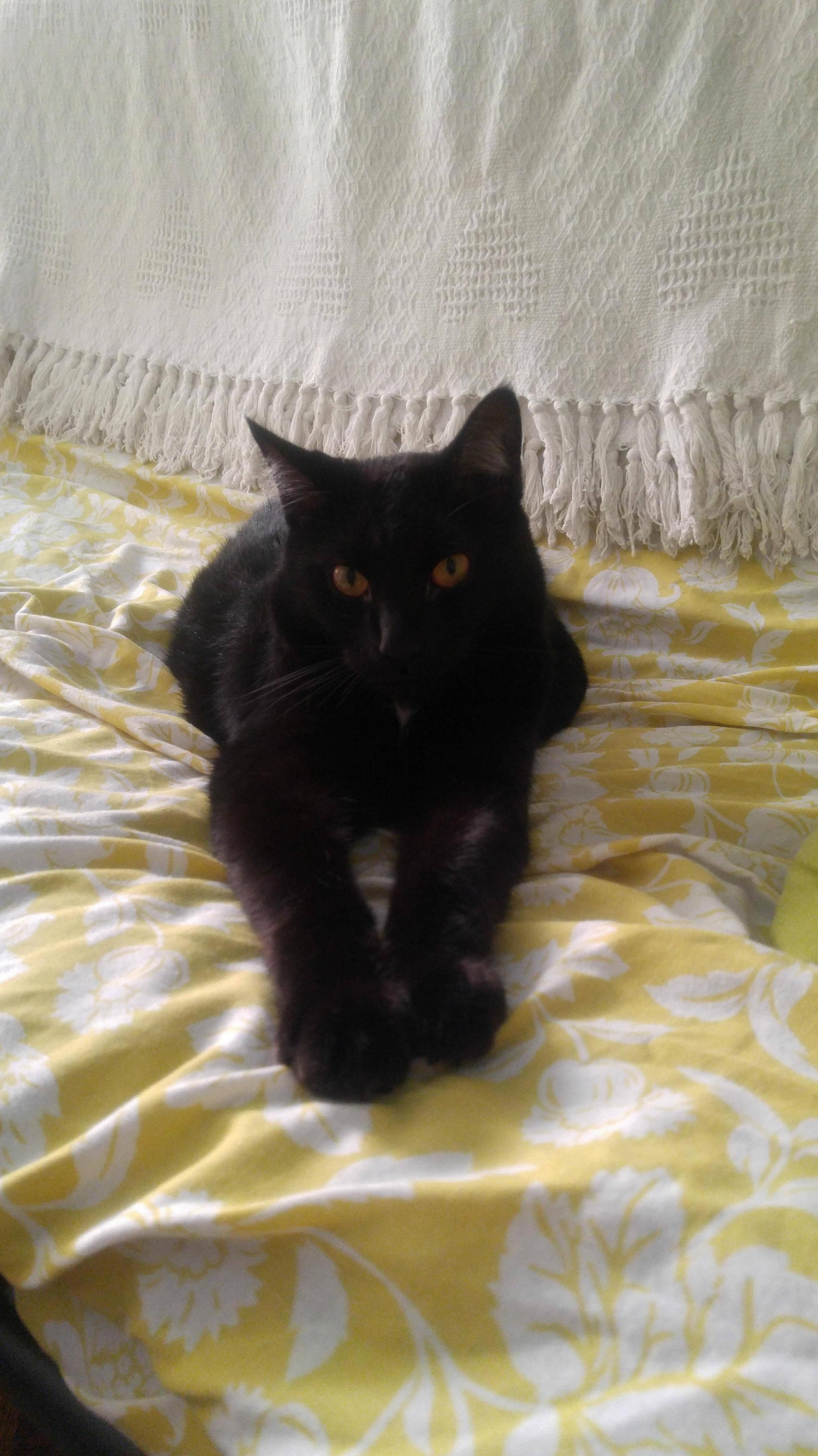 Salem Looking Sassy