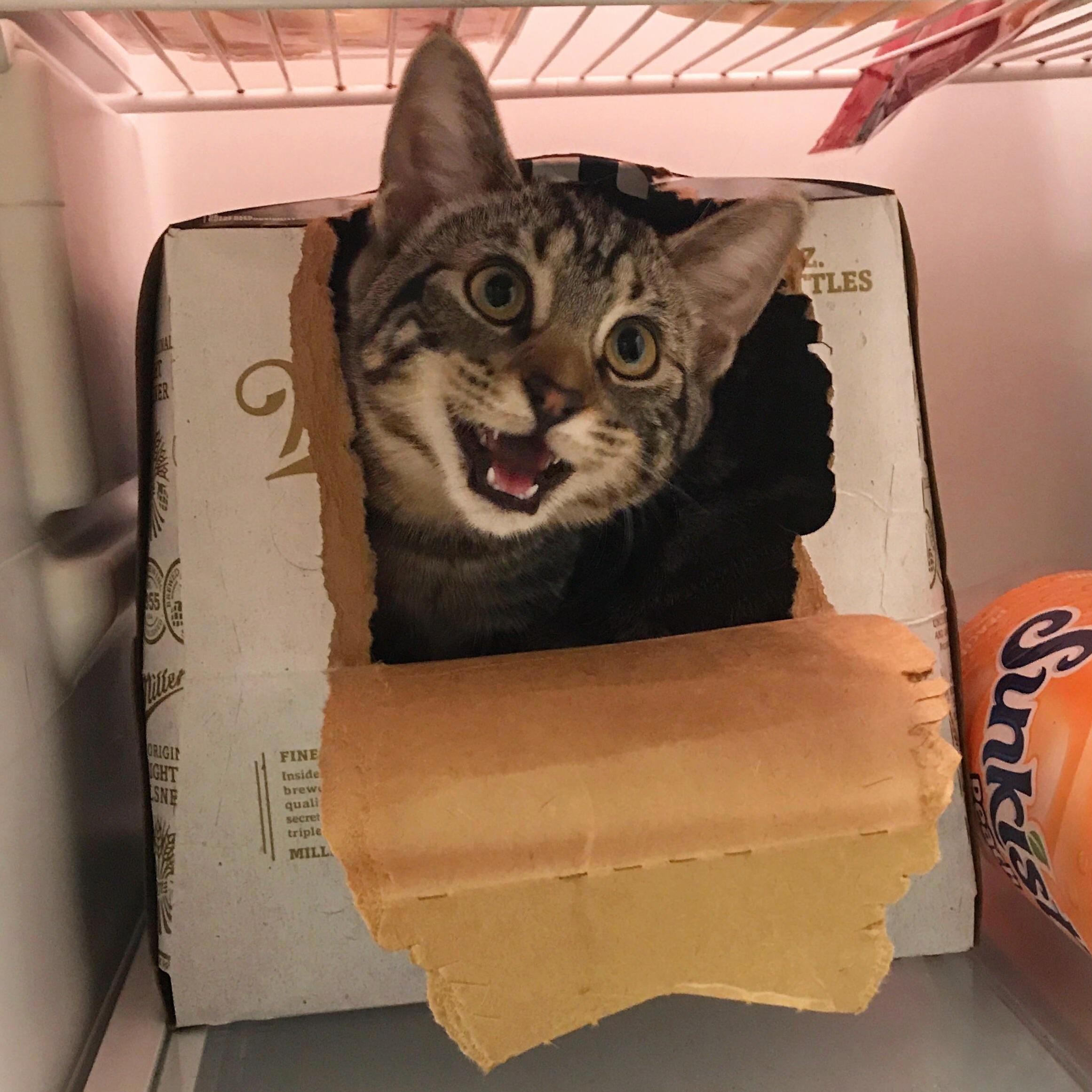 She Loves Beer Boxes.