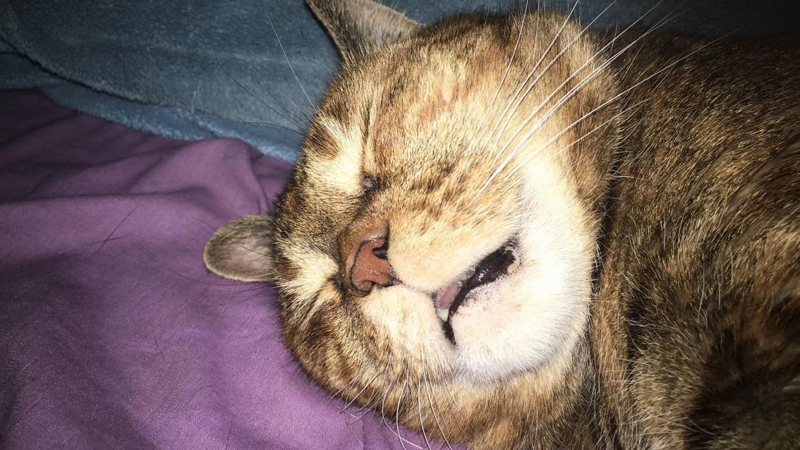 Sleeping Cat