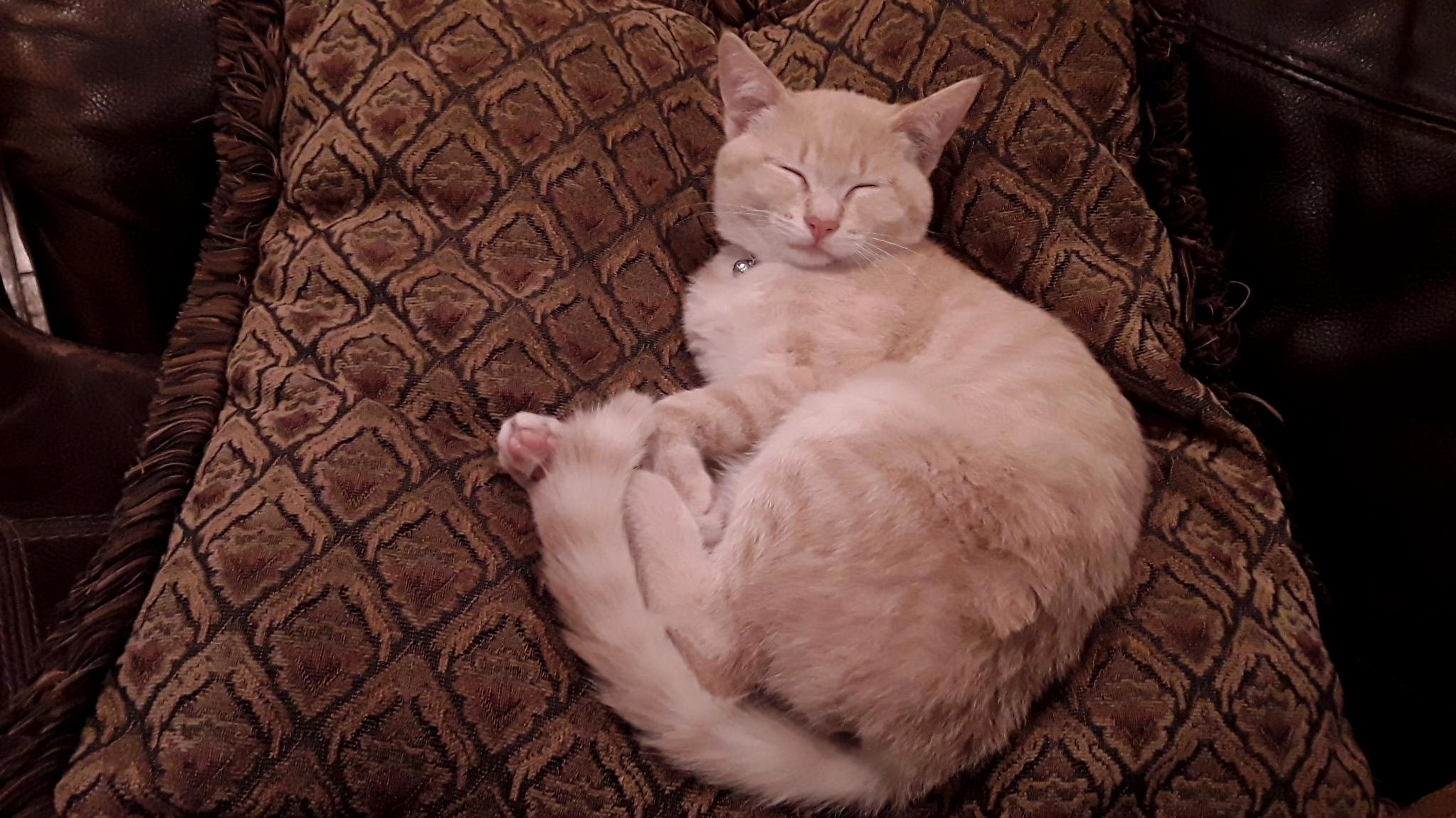 Sleepy Kitty