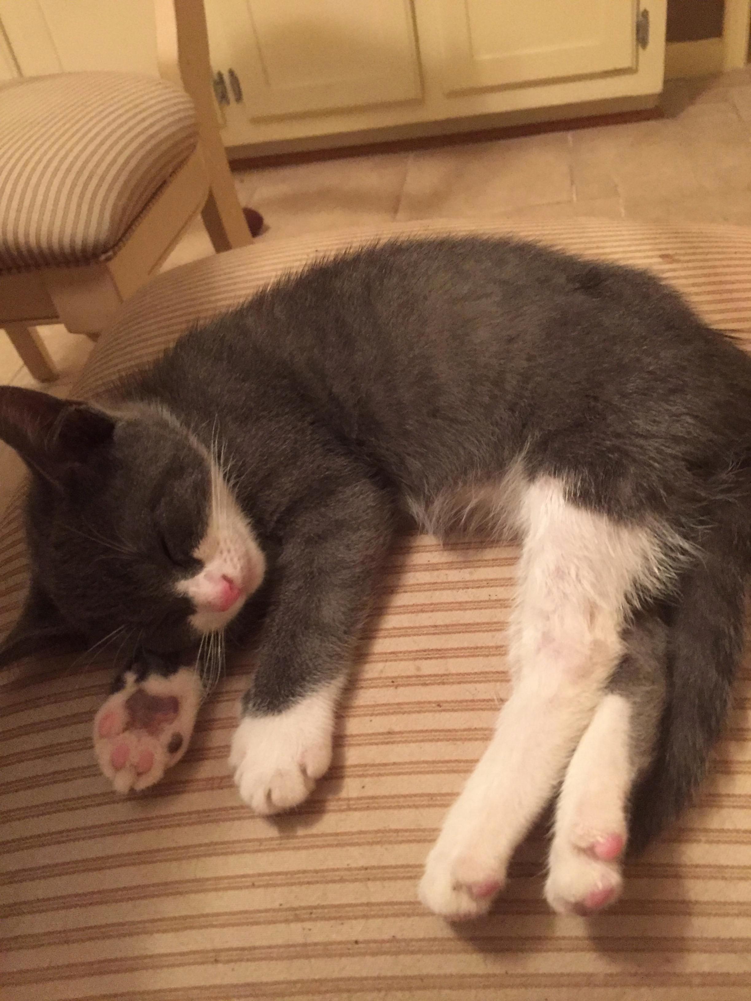 Sleepy Little Rucifee