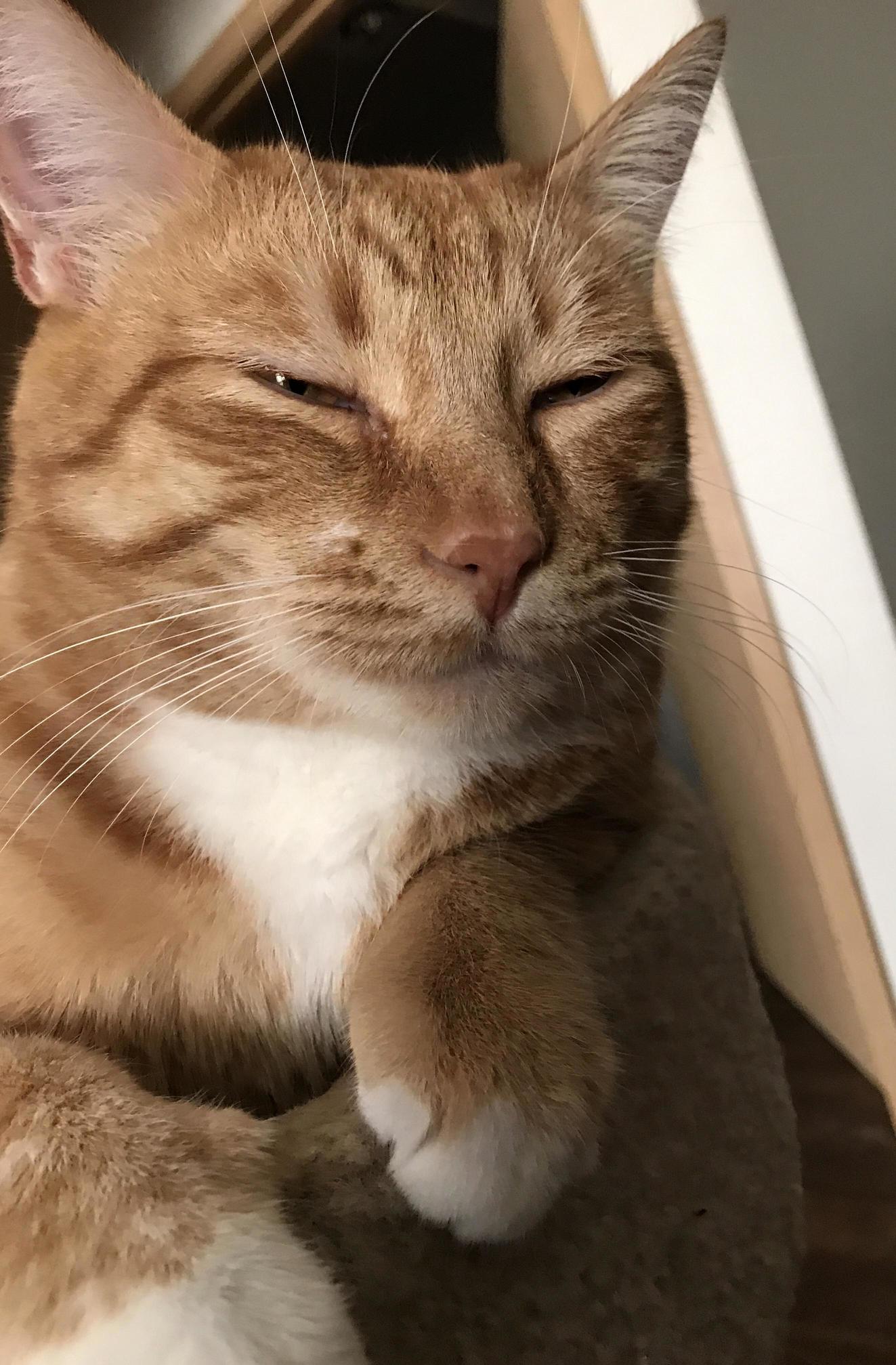 Sleepy Marmalade