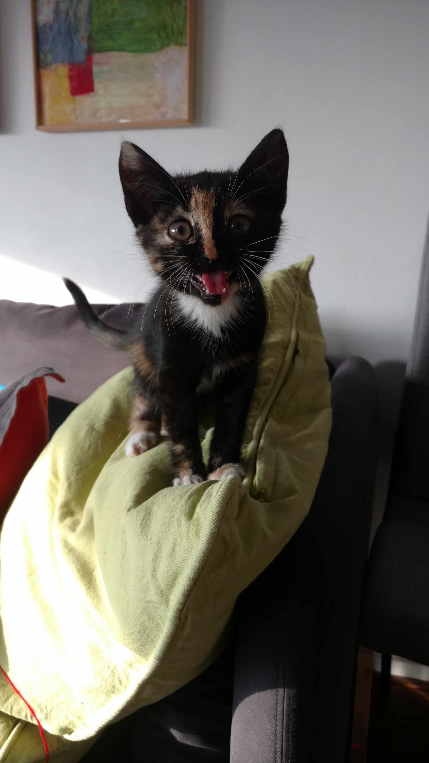 Small Roar