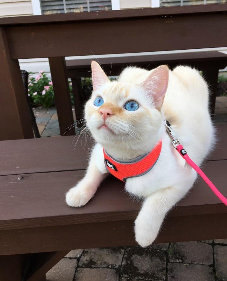Someone Said They Wanted More Cats on Leashes. Sushi Enjoys His Leash Too.