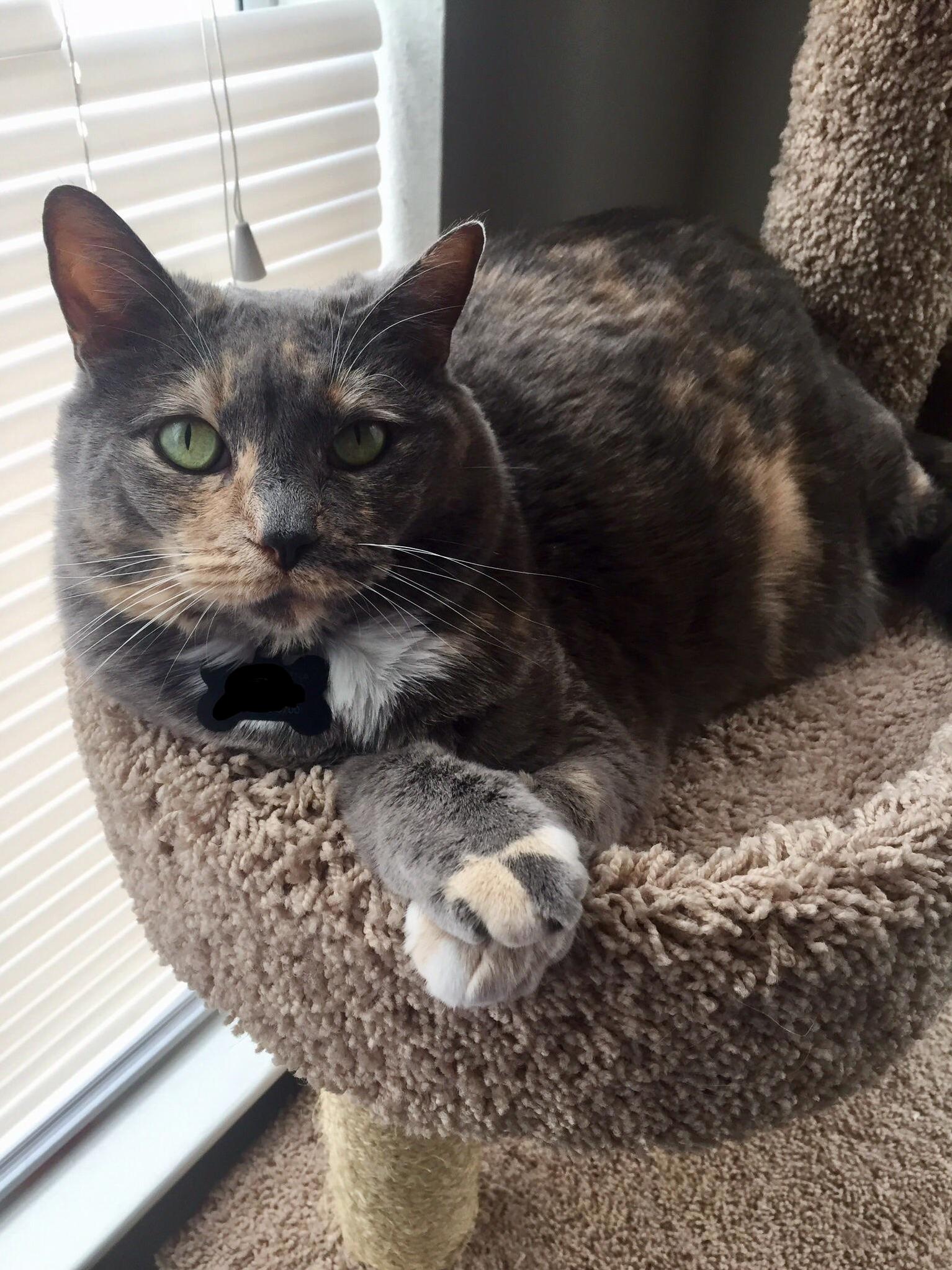 Starbuck Is Really Enjoying Her Window Seat!