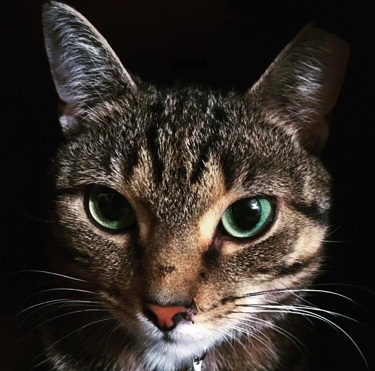 Stare Into Mayas Emerald Eyes.