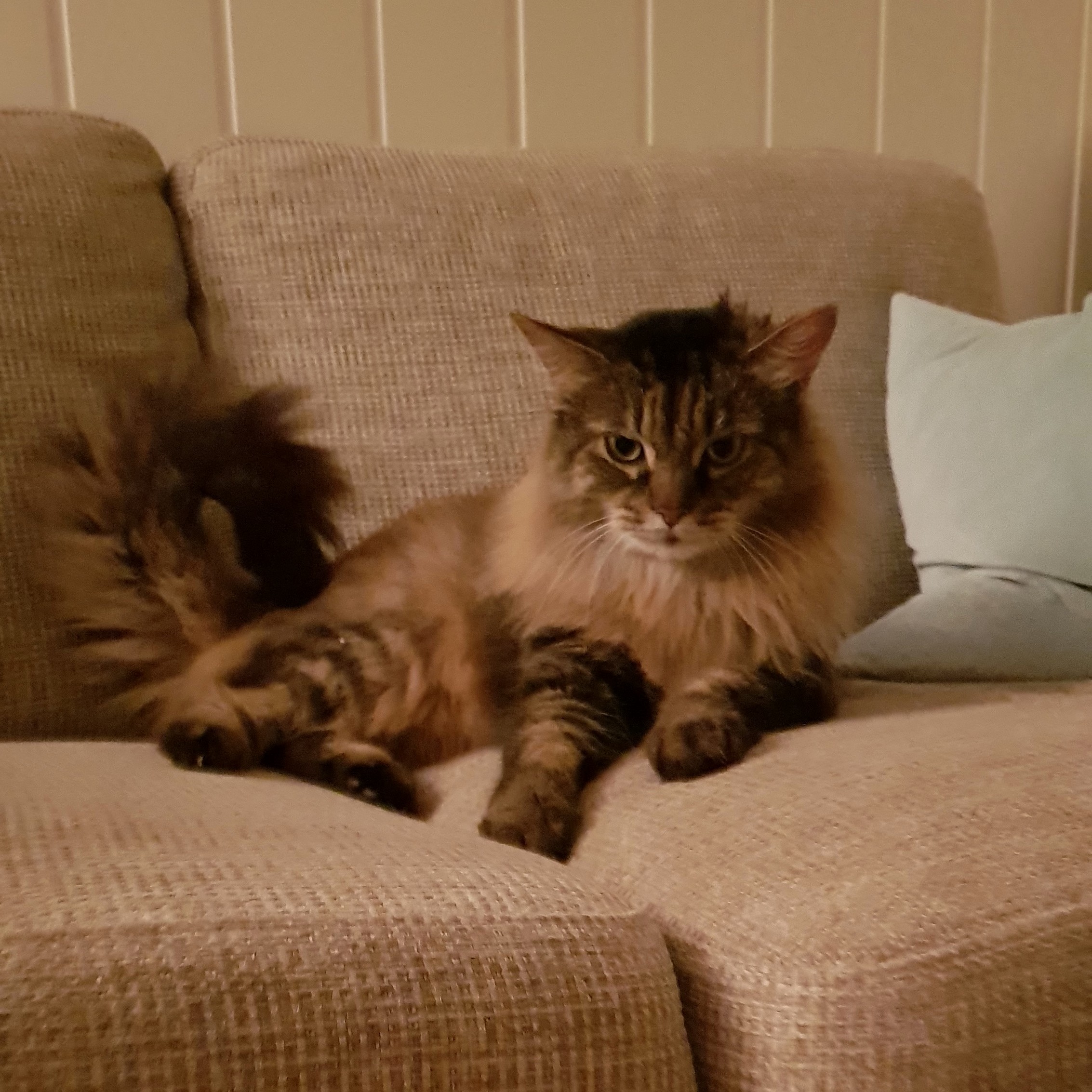 The New Boss