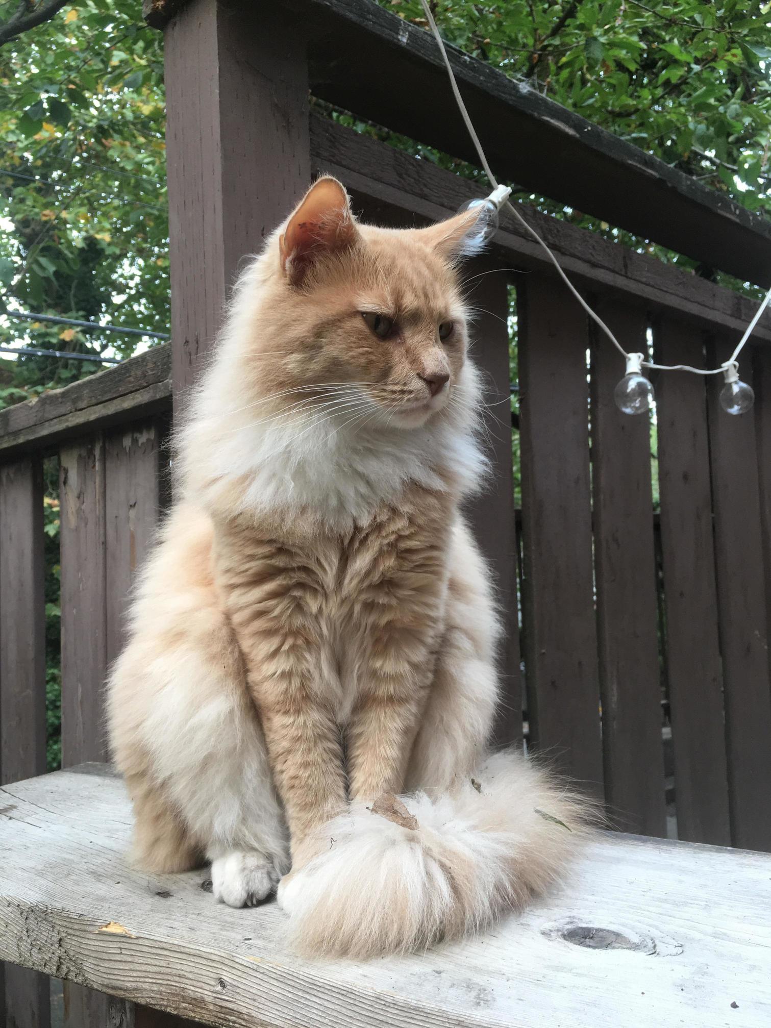 The One and Only Ratchet Thunderstud. He Might Actually Be a Tiny Lion (but with a Floof Tail)