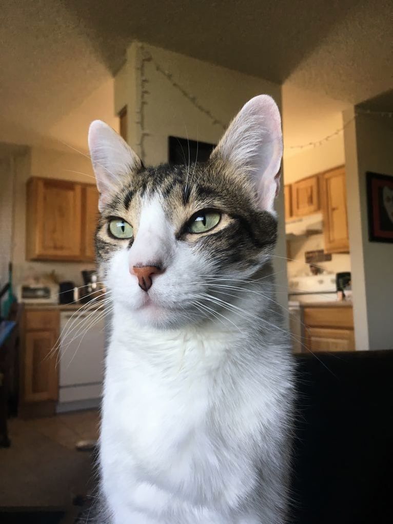 The Vet Found a Mass in My Babys Belly on Thursday. We Wont Know Whats Going on Until Later Next Week, but I Just Wanted to Share How Perfect He Is