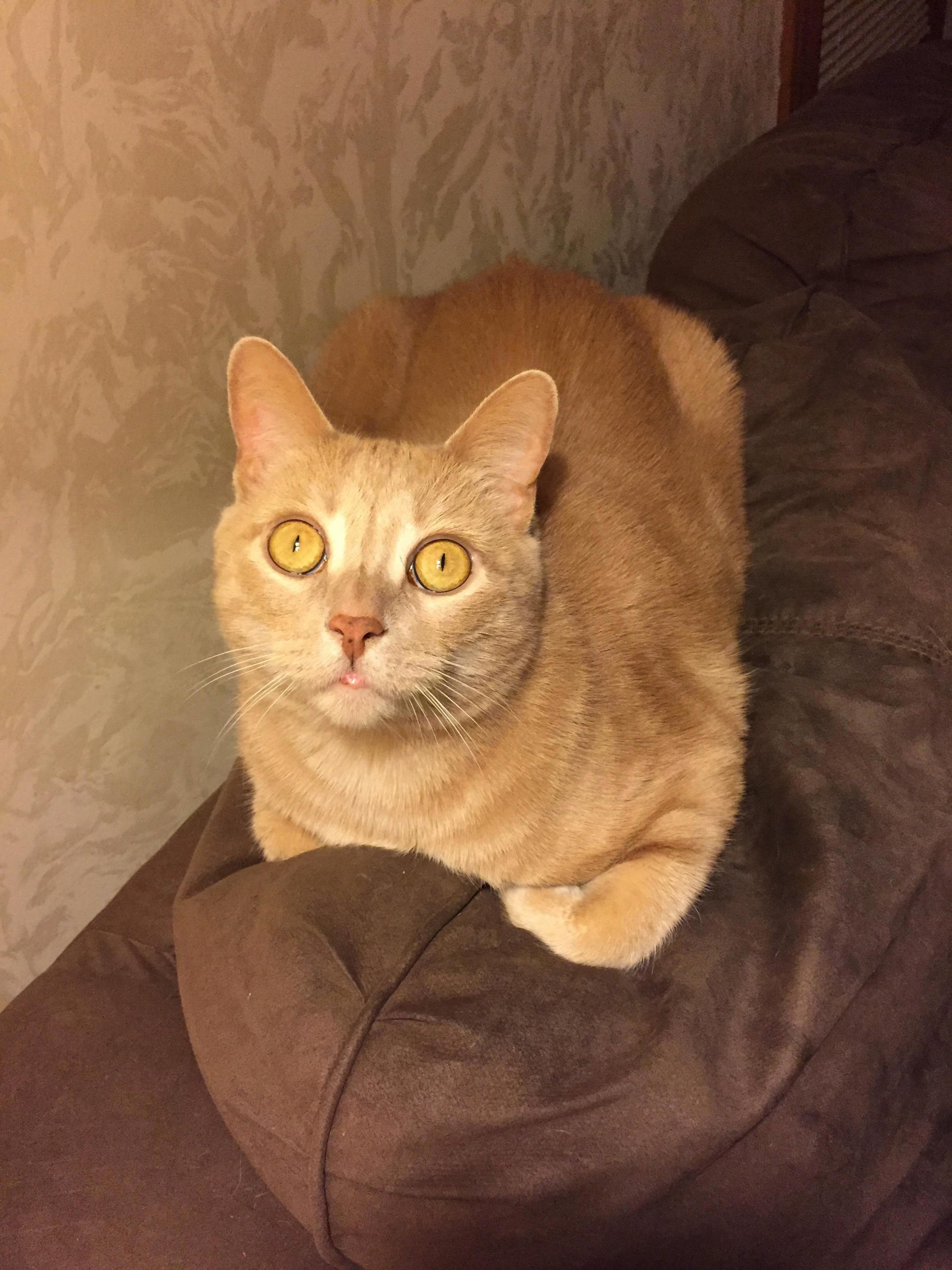 Theres a Fly in the Lamp. This Is His Focused Face.