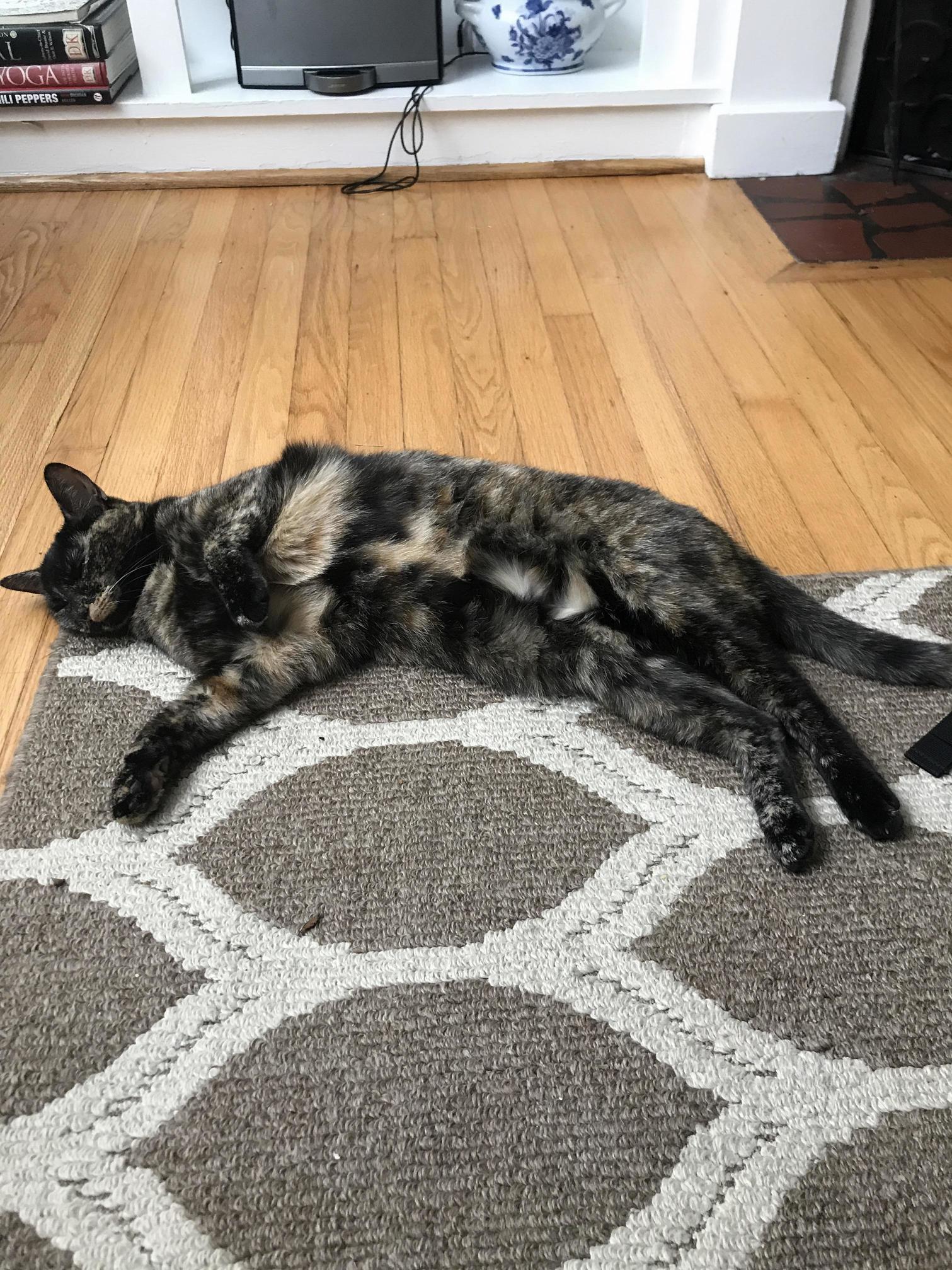 This Big Ol Baby Is Named Eleanor Roosevelt. Eleanor Has Three Cat Beds and an Entire Sectional Sofa but Chooses to Cozy Up in the Corner of This Rug for Her Naps.