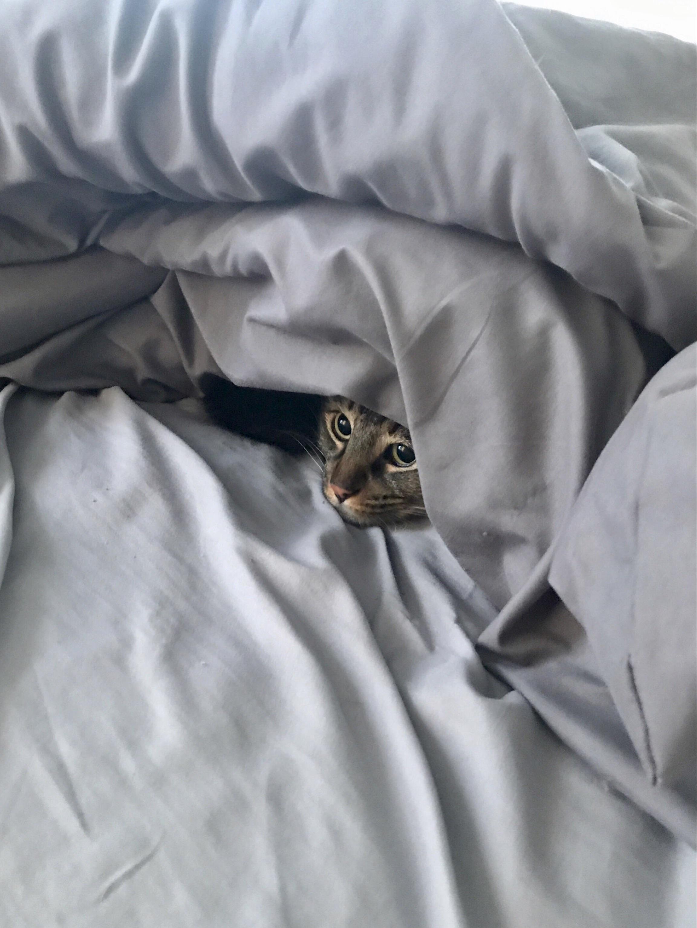 This Is How Oscar Spends Rainy Days.