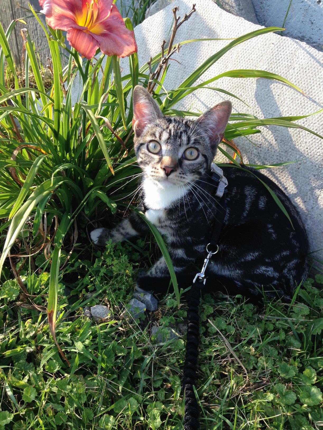 This Was Roos First Time on a Leash a Few Years Ago. the Fear Was Real Then but Now Leash Time Is His Favorite.