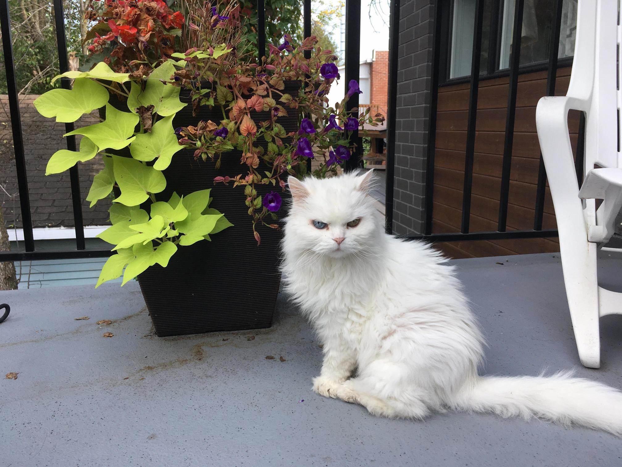 Timin My Himalayan, Always Gives the Evil Eye.