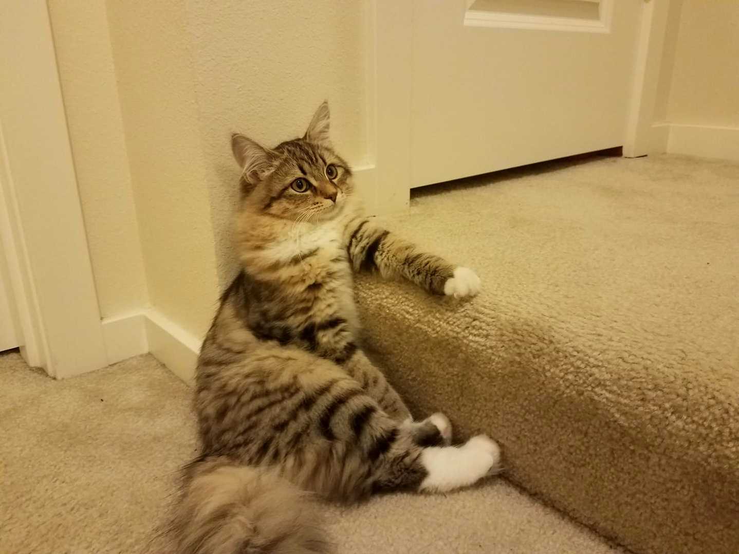 Tonks Just Lounging Around.