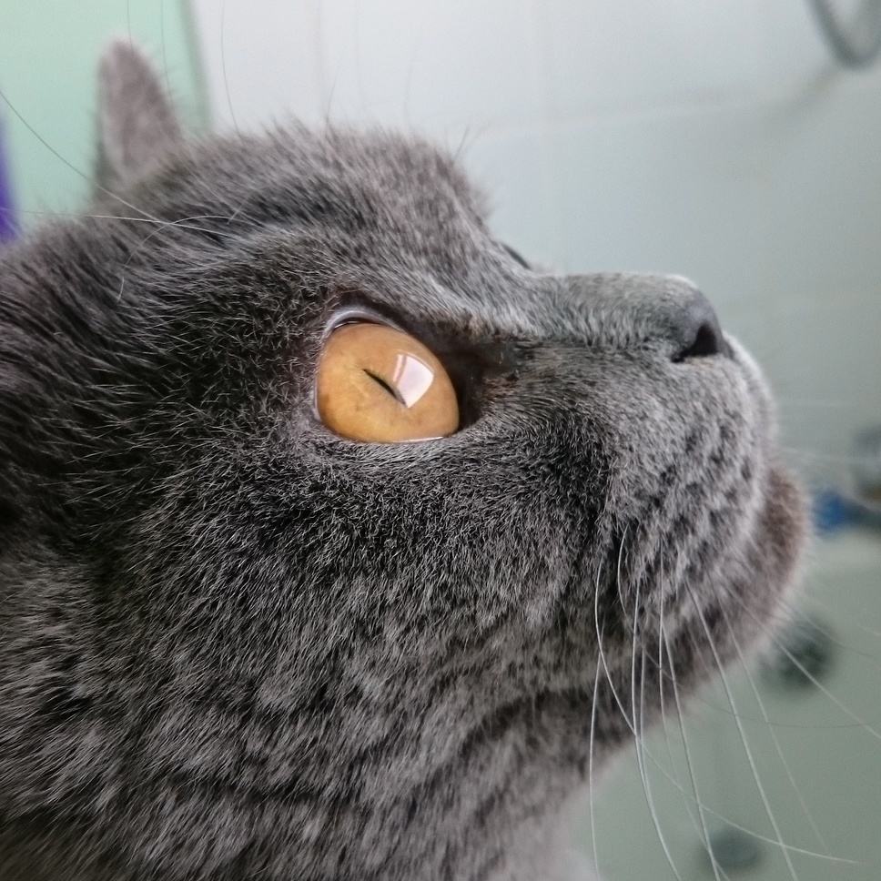Twines Beautiful Eyes.