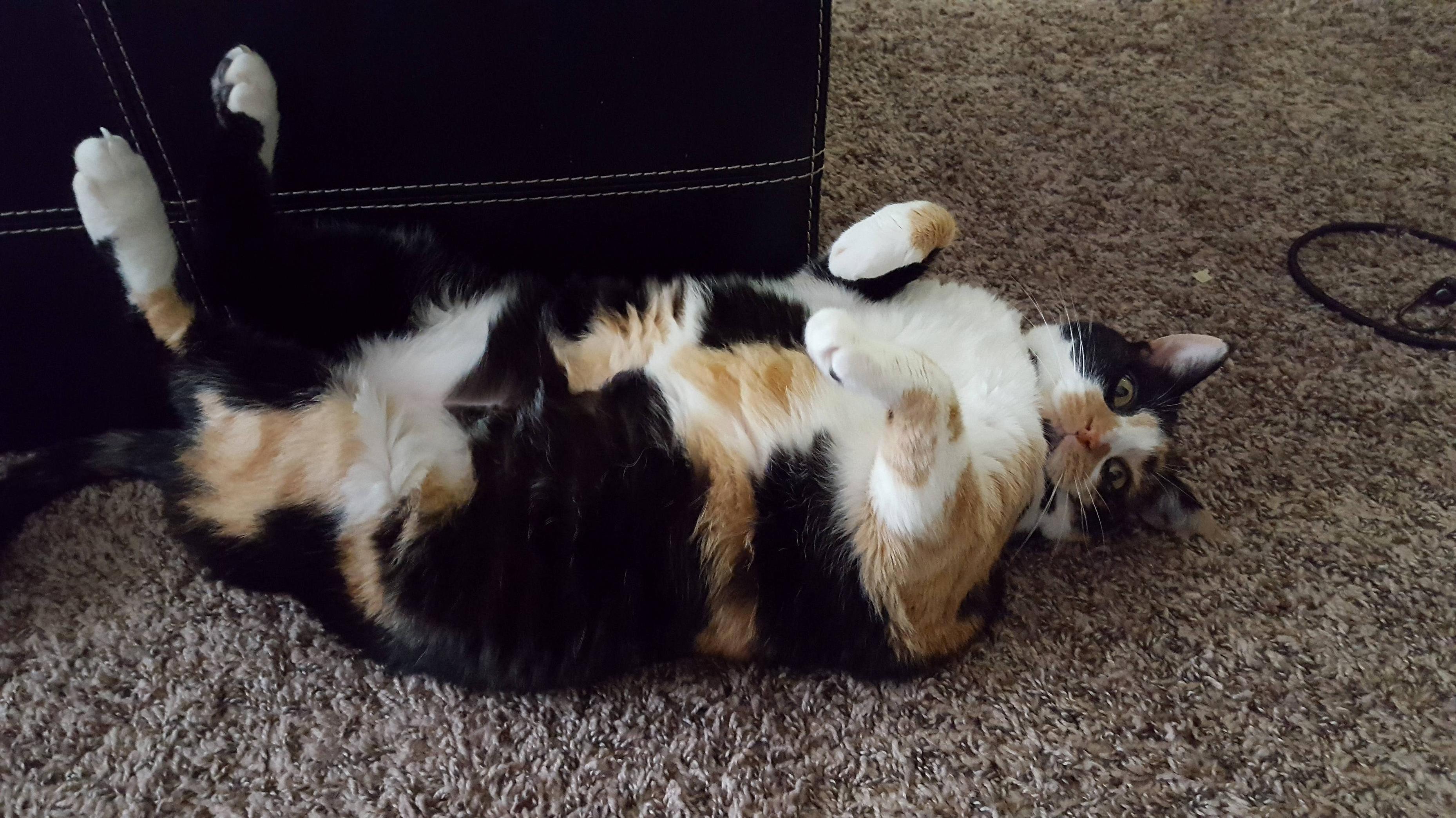 Upside Down Kitty