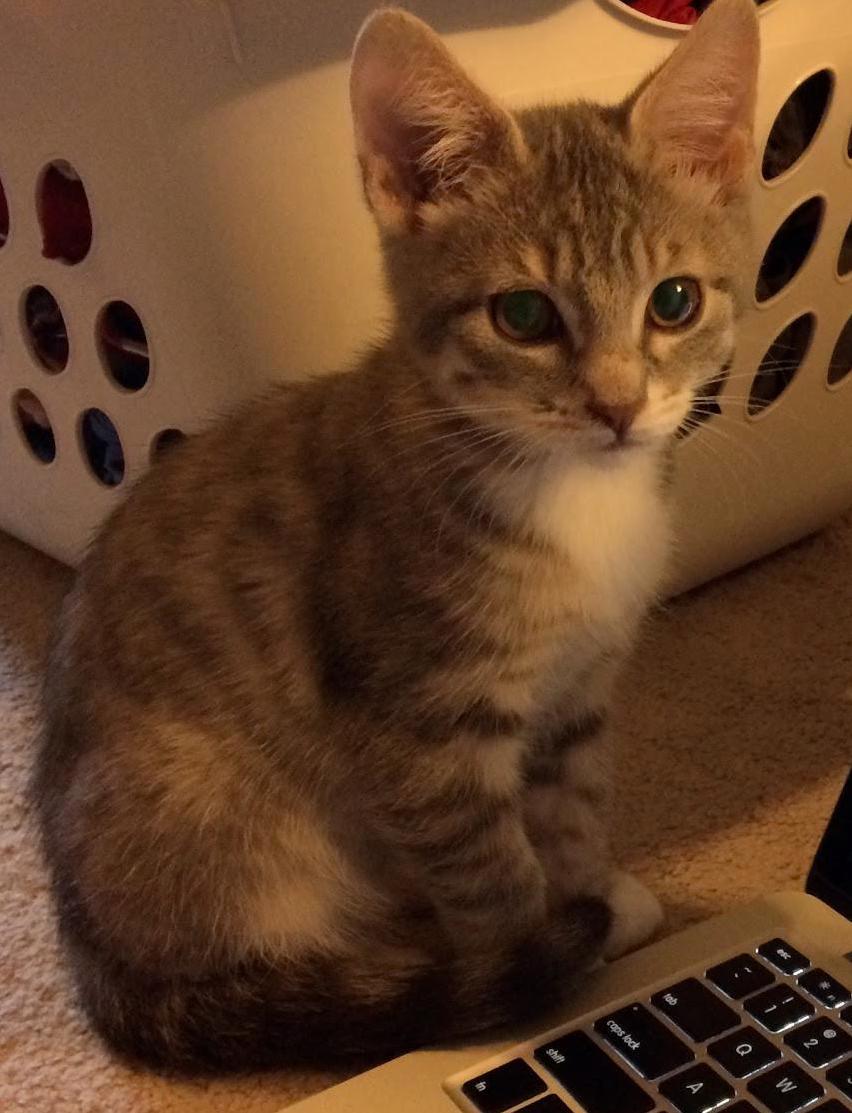 We Brought Dj Beef Home Today. This Little Guy Is Gonna Grow Up Spoiled.