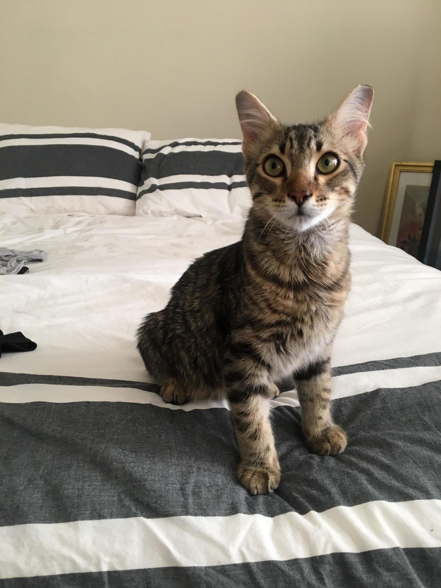 We Rescued a Cat, but He Also Rescued Us. Meet Joey!