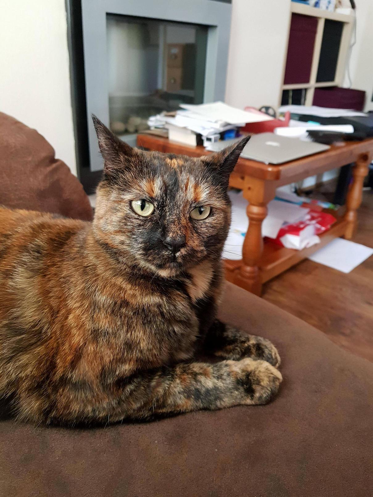 When Your Kids Name a Cat, You Get Sad Eyes, the Craziest Cat Ive Ever Met, Shes Awesome!