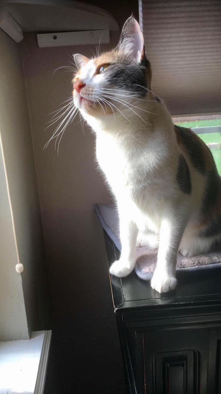 Whiskers for Days