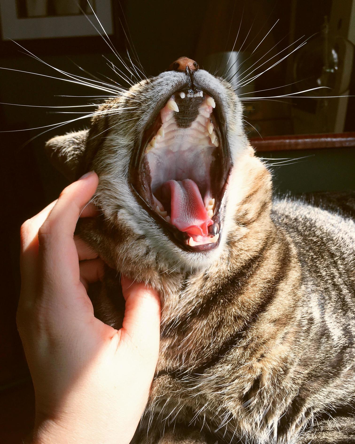 Yawn