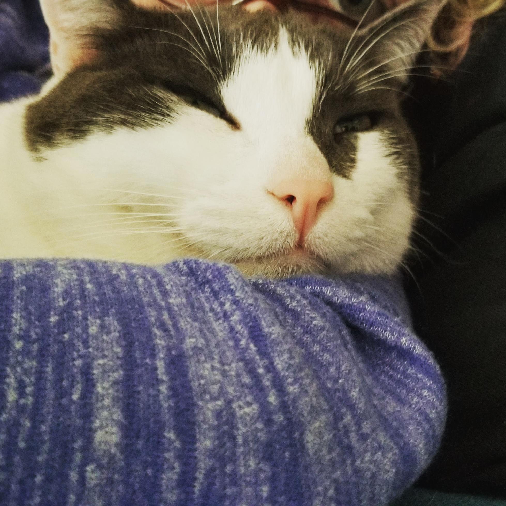 Zuko Has Brrn Extra Snuggly Today So Naturally I Had to Document It.