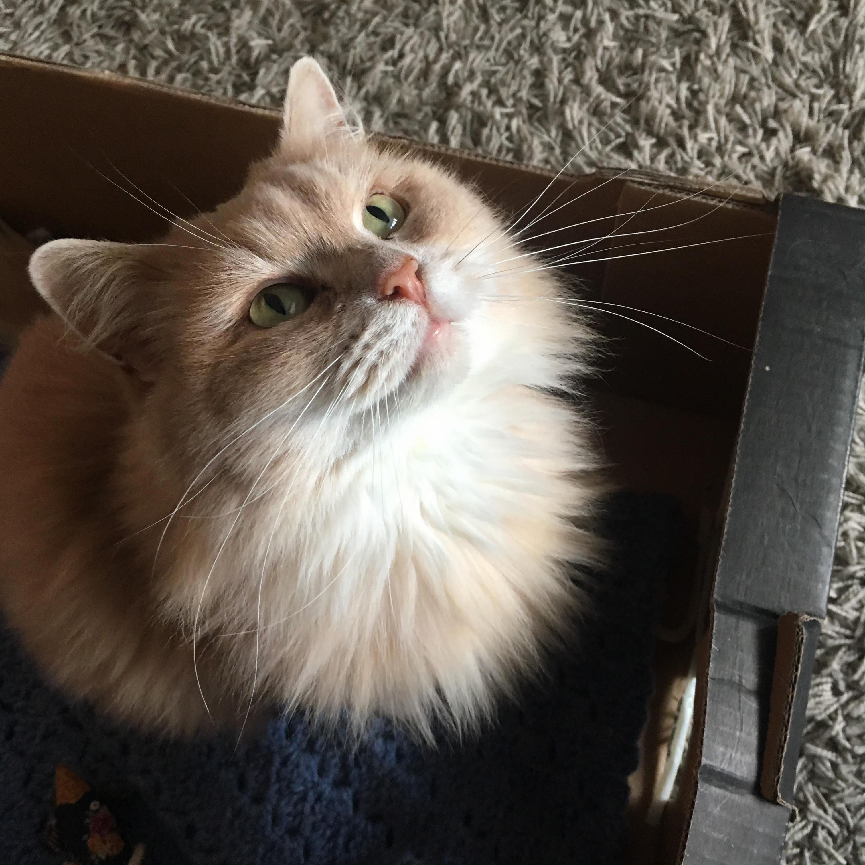 A Few Months Ago a Hungry Cat Appeared at Our Doorstep, Obviously Without a Loving Home. Here She Is Now, Quite Content in Her Favourite Cardboard Box. [Oc]