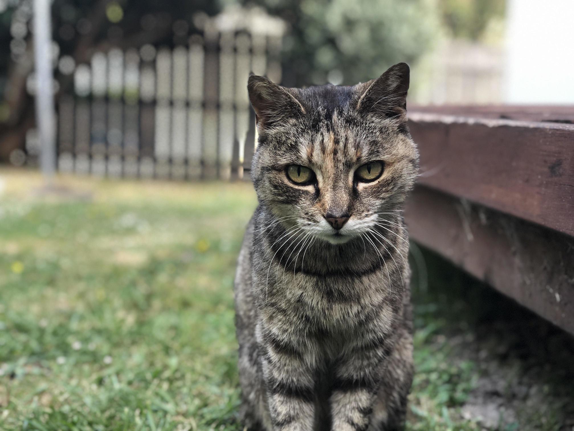 A Friendly Stray That Hangs Around Our House