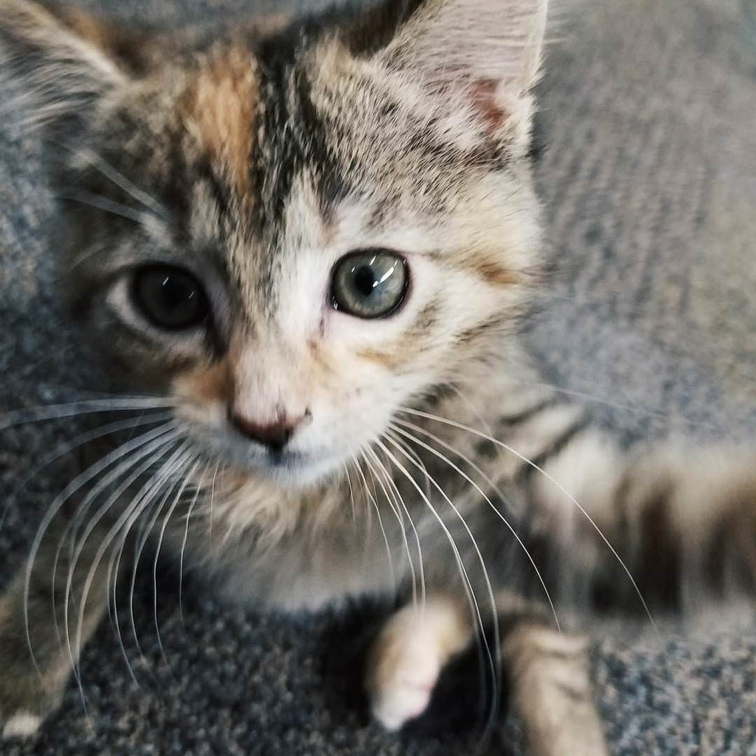 A Girl in My Math Class Brought Some of Her Foster Kittens to Our Last Class!