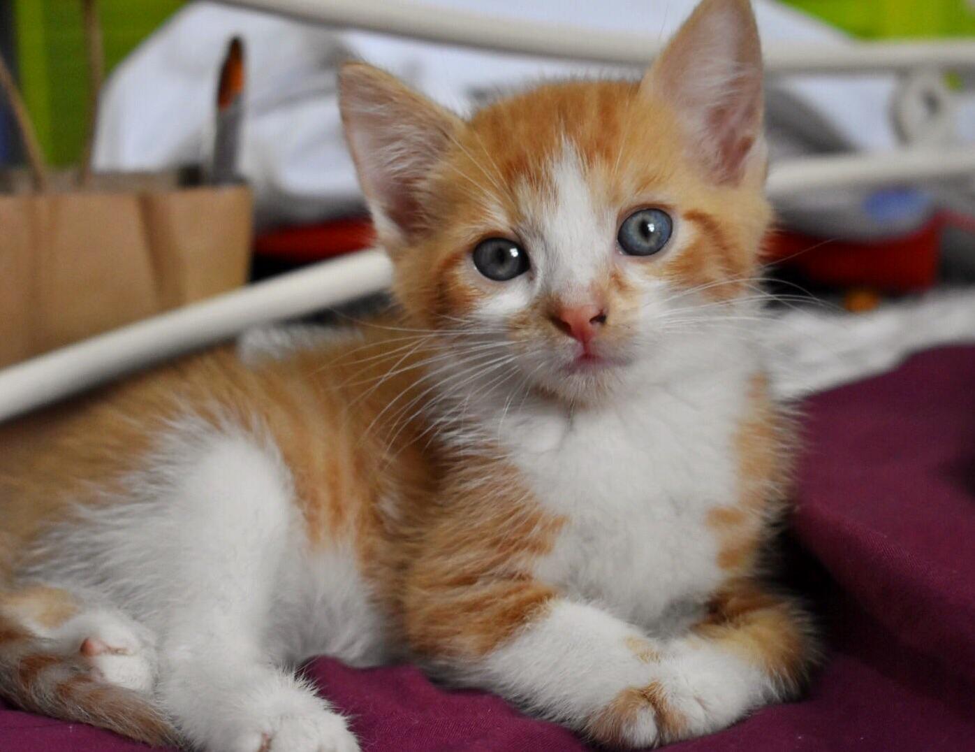 A New Addition to Our Family! Meet Ollie, Otherwise Known As Tiny Cat.