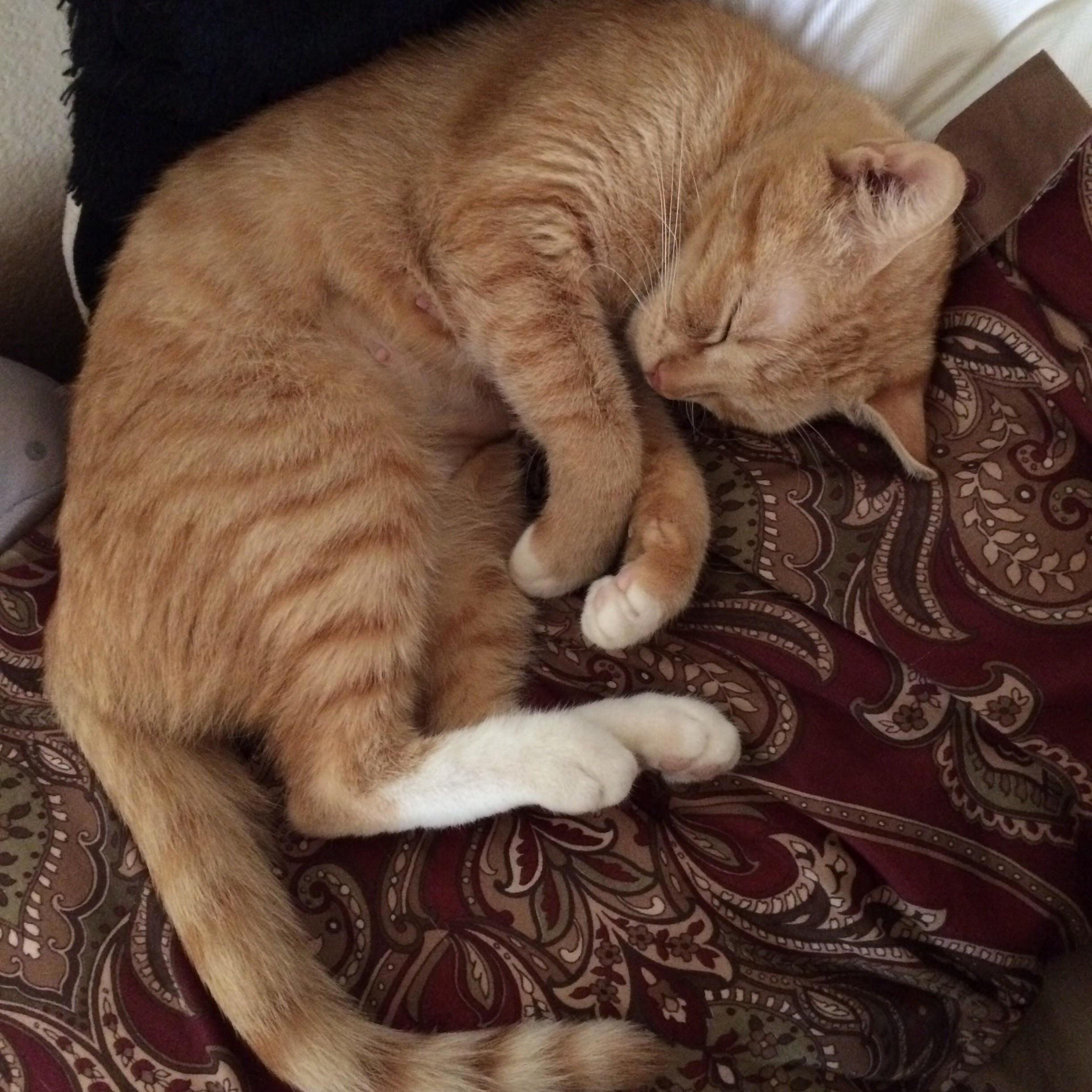 A Picture of Autumn a Few Mornings After I First Adopted Her. I Miss You Everyday, Autie