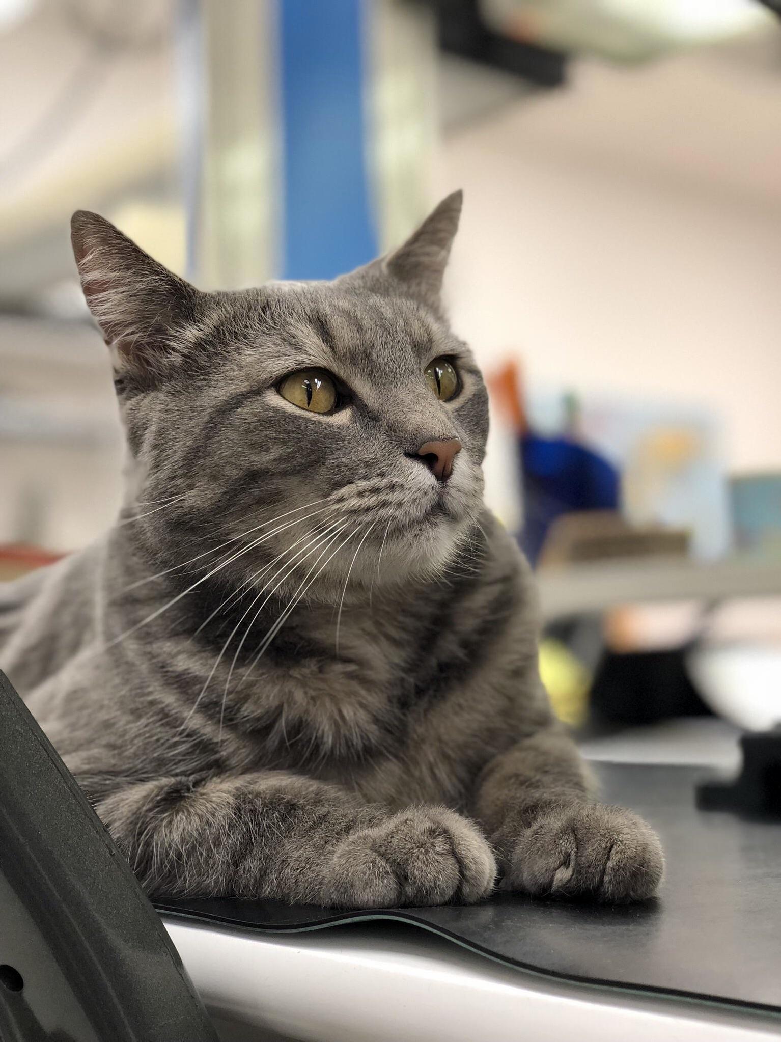 A Portrait of One of the Cats at My Office. His Name Is Tc.
