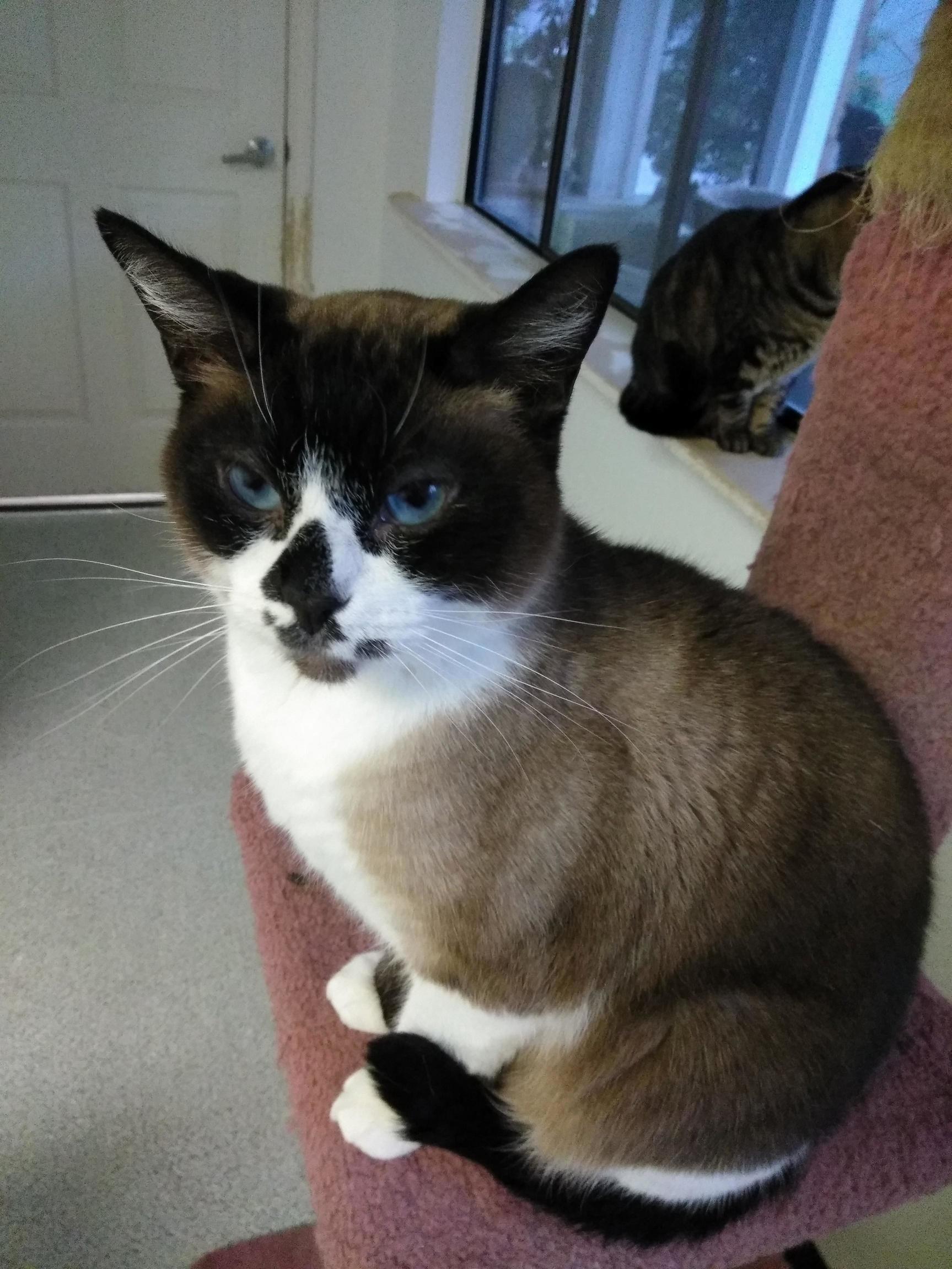 Adopted This Sweetie, Hes Coming Home Friday! Meet Hank.
