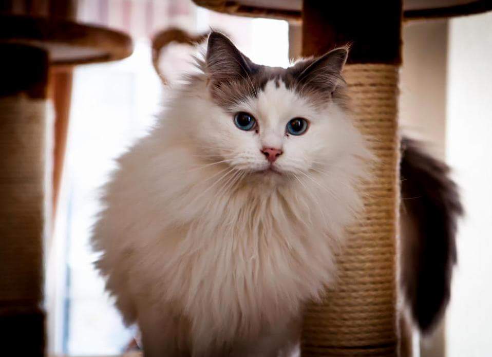After Four Years of Un-pet Friendly Accomodation, I Cant Wait to Have This Prince Back in My Life This Year. This Is Romeo (Also of Nope Cat Fame in His Youth)
