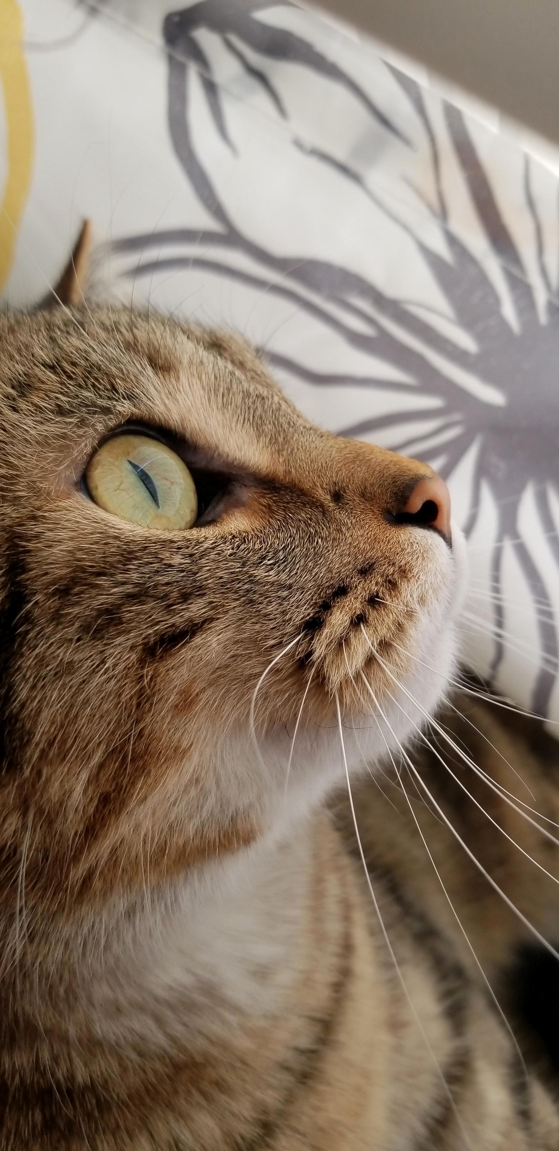 All He Can Do Is Watch, As the Birds Taunt Him Only Feet Away