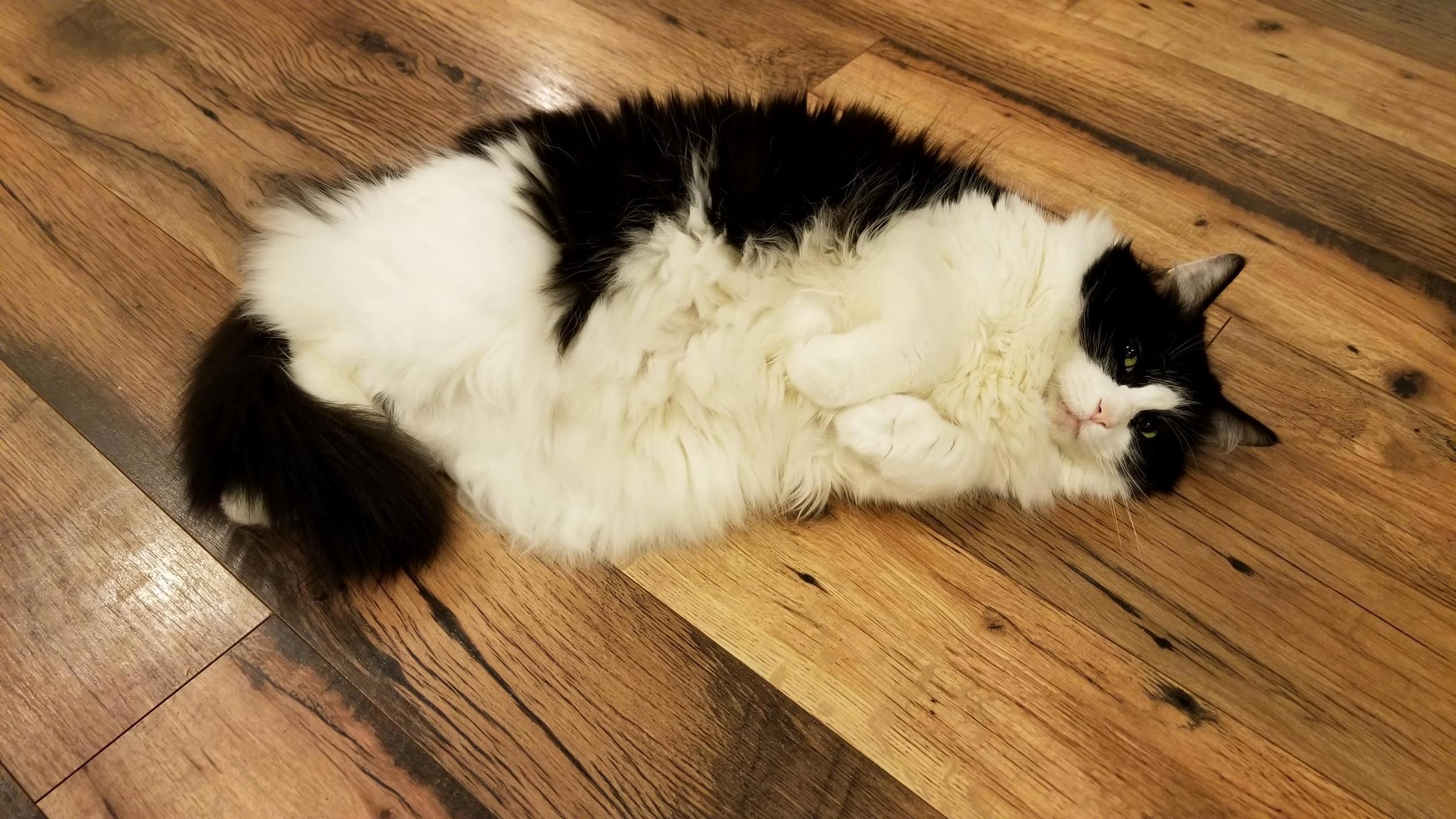 All She Does Is Lay Around All Over the House