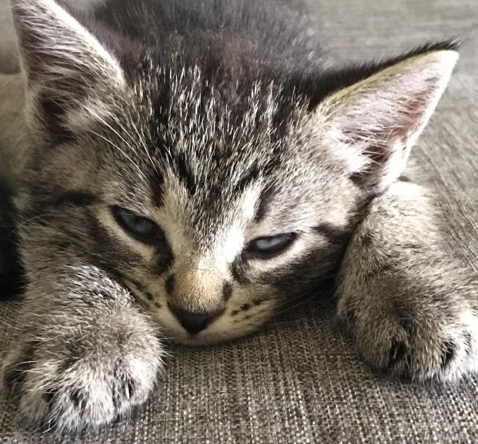 Another Post of Tabby. Settling in Well So Far.