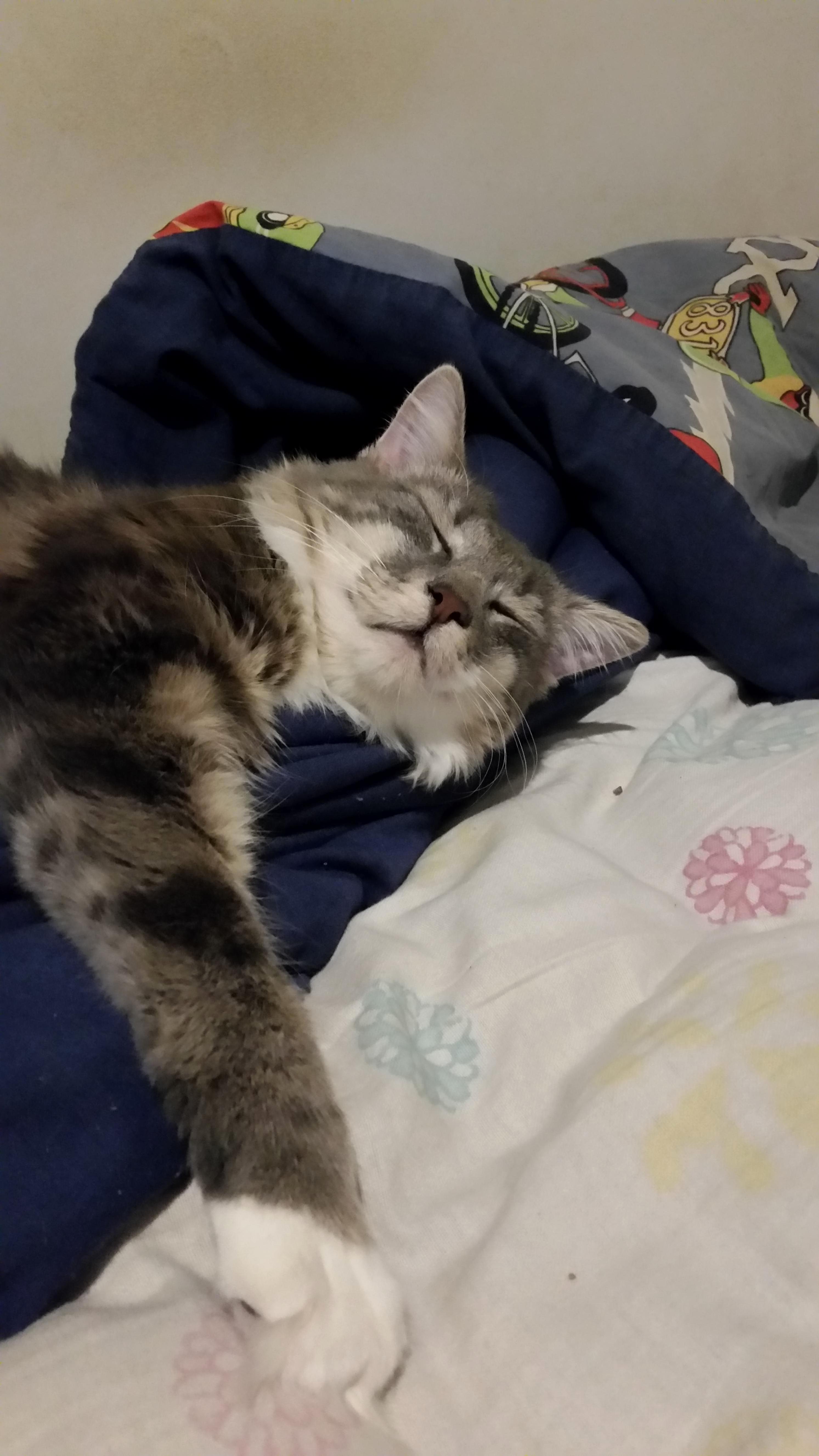 As Usual, He Took His Place to Sleep. in the Middle of My Bed.