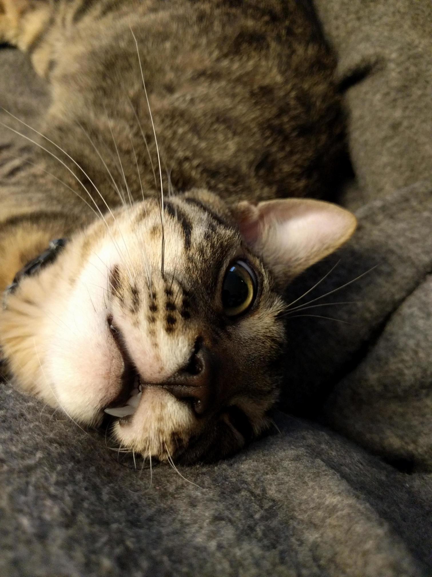 Awe Hes Being Cute. of Course Hes Being Cute, He Wants to Bite Your Face Off.