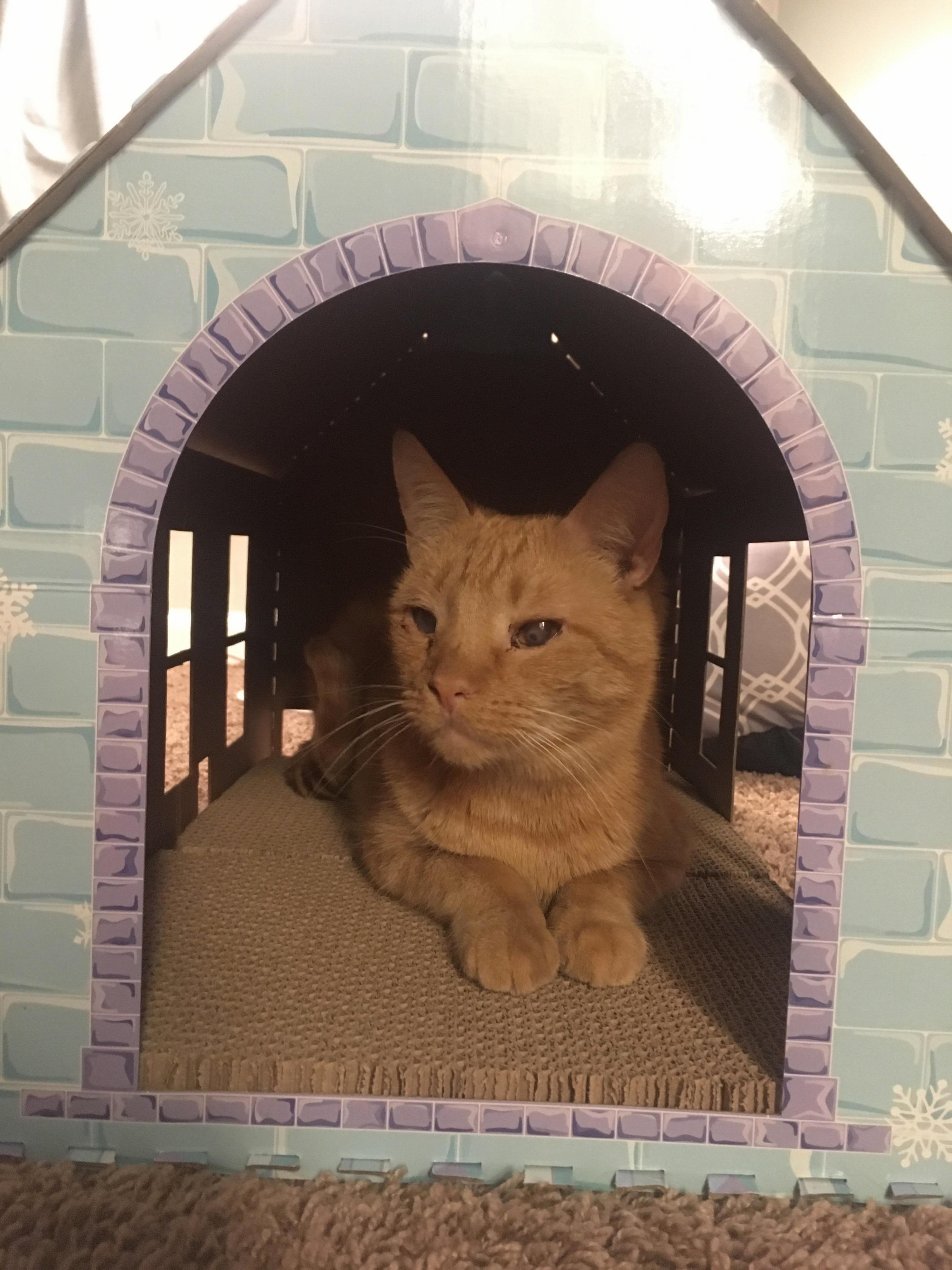 Awesome Cat House from Aldi