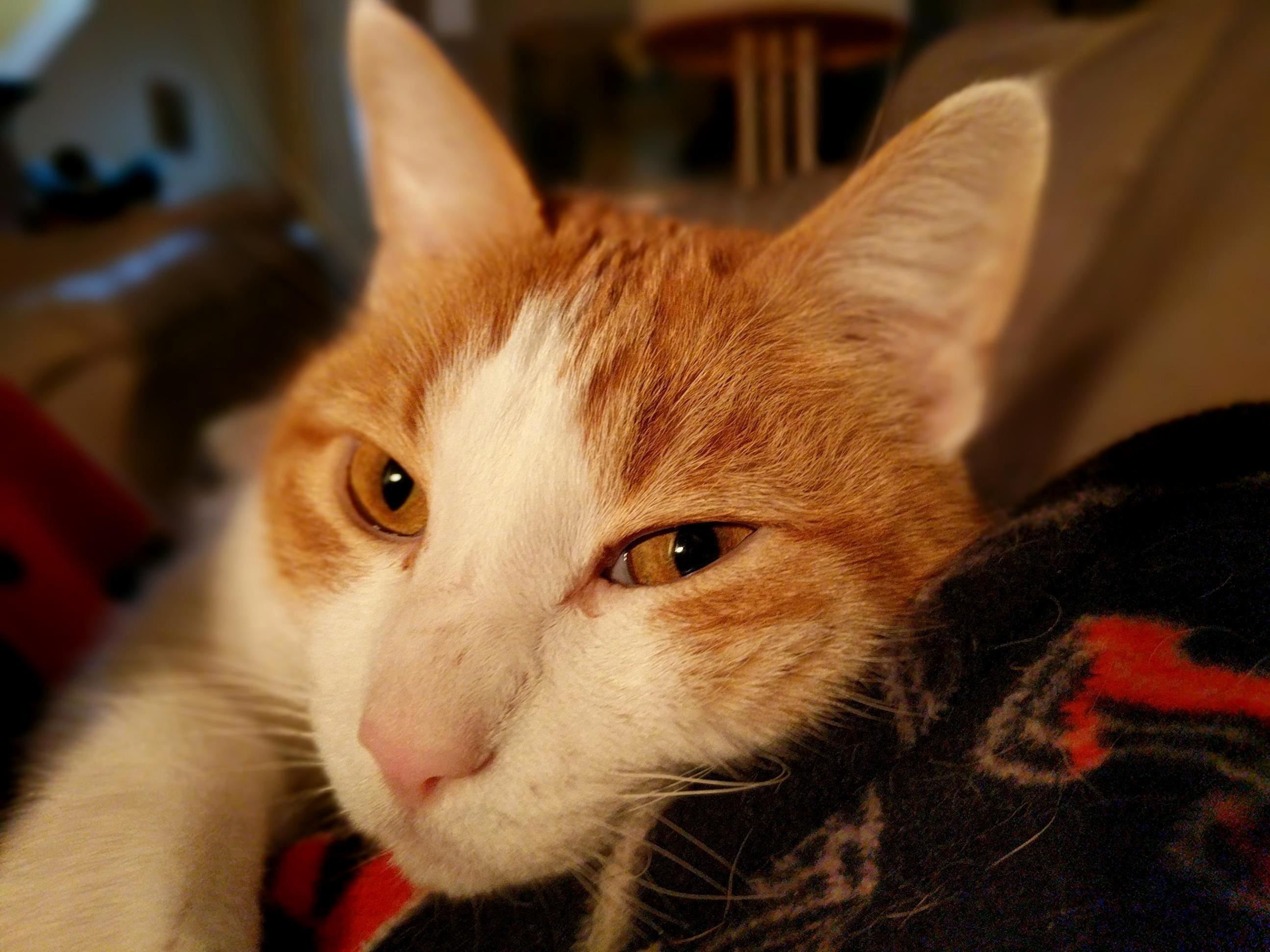 Bacon Cuddles Are the Best Cuddles!