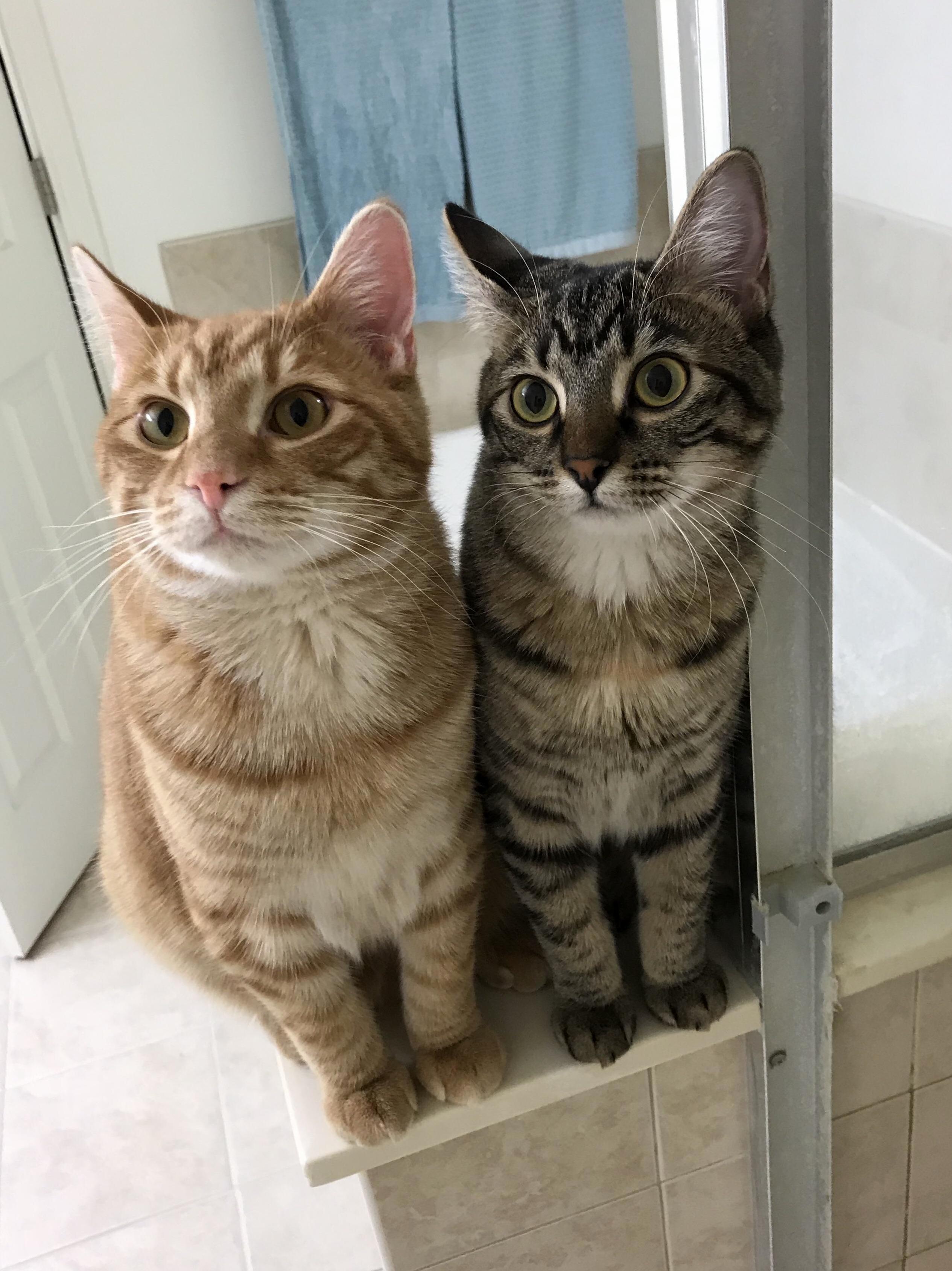 Baguette and Rye Patiently Waiting for Me to Be Done in the Shower
