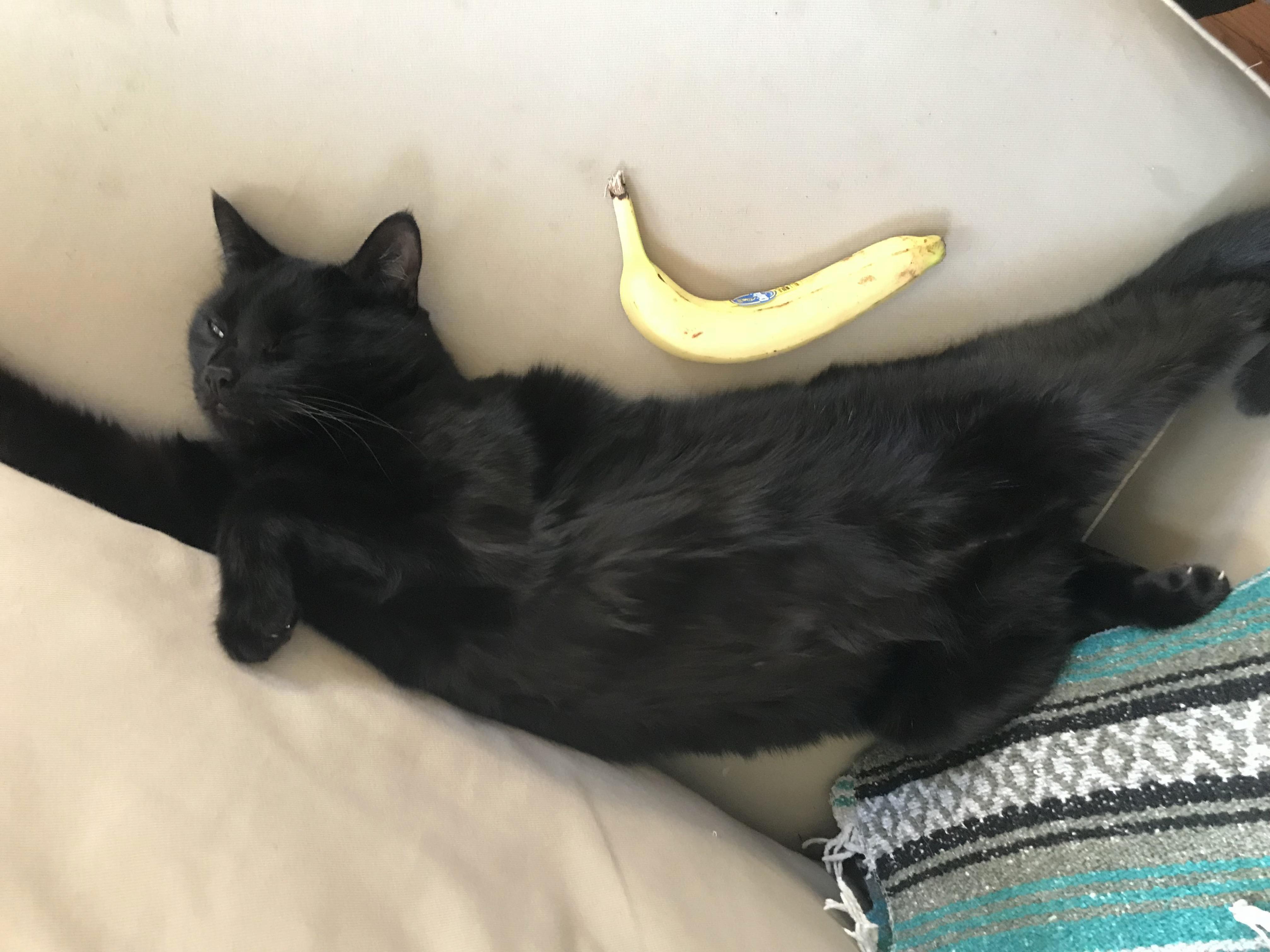 Banana for Scale